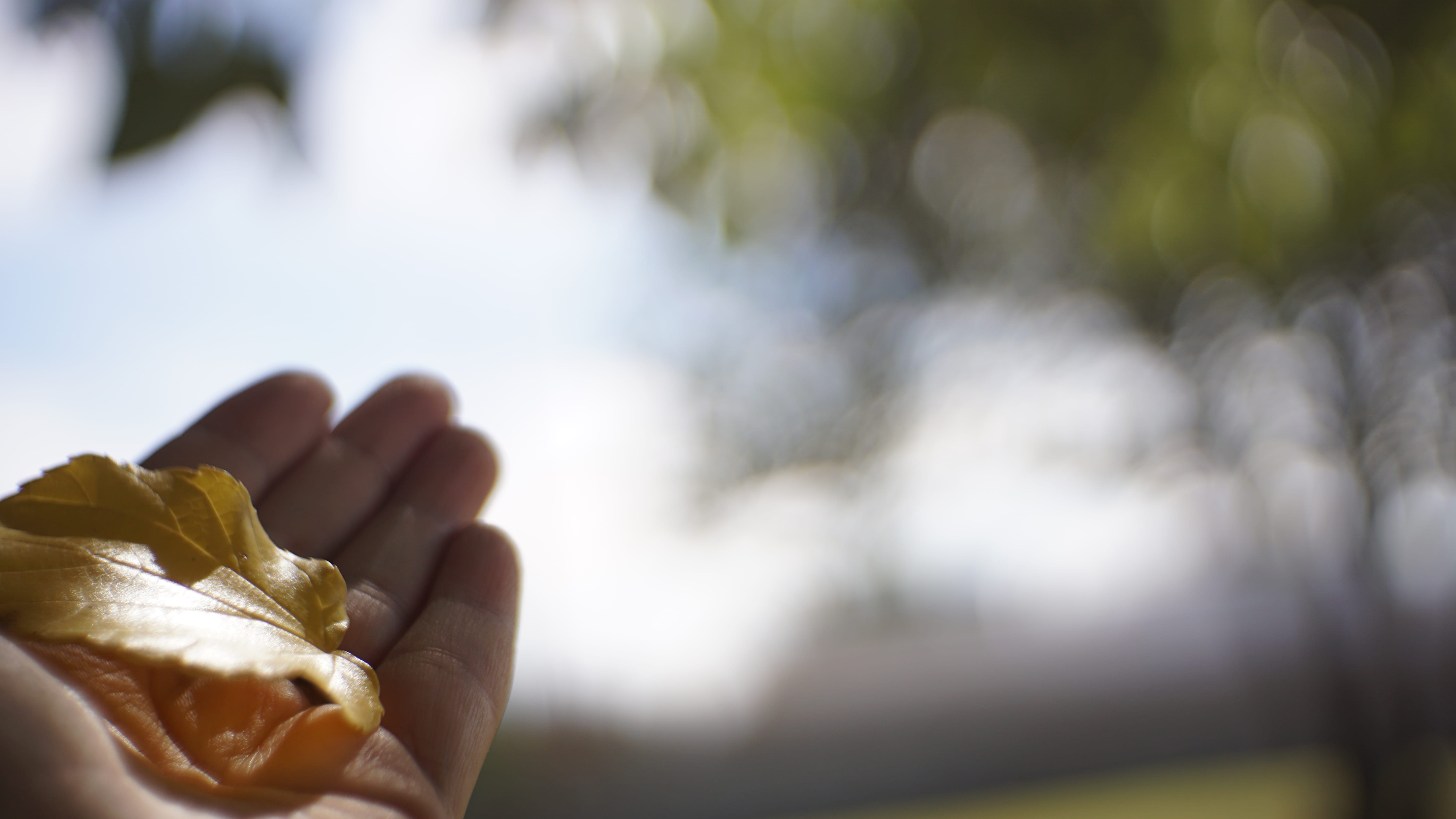 human body part, 5K, hand, leaf, human limb, close-up, bokeh, day, outdoors, selective focus, freshness, food and drink, focus on foreground, hope, food, HD Wallpaper