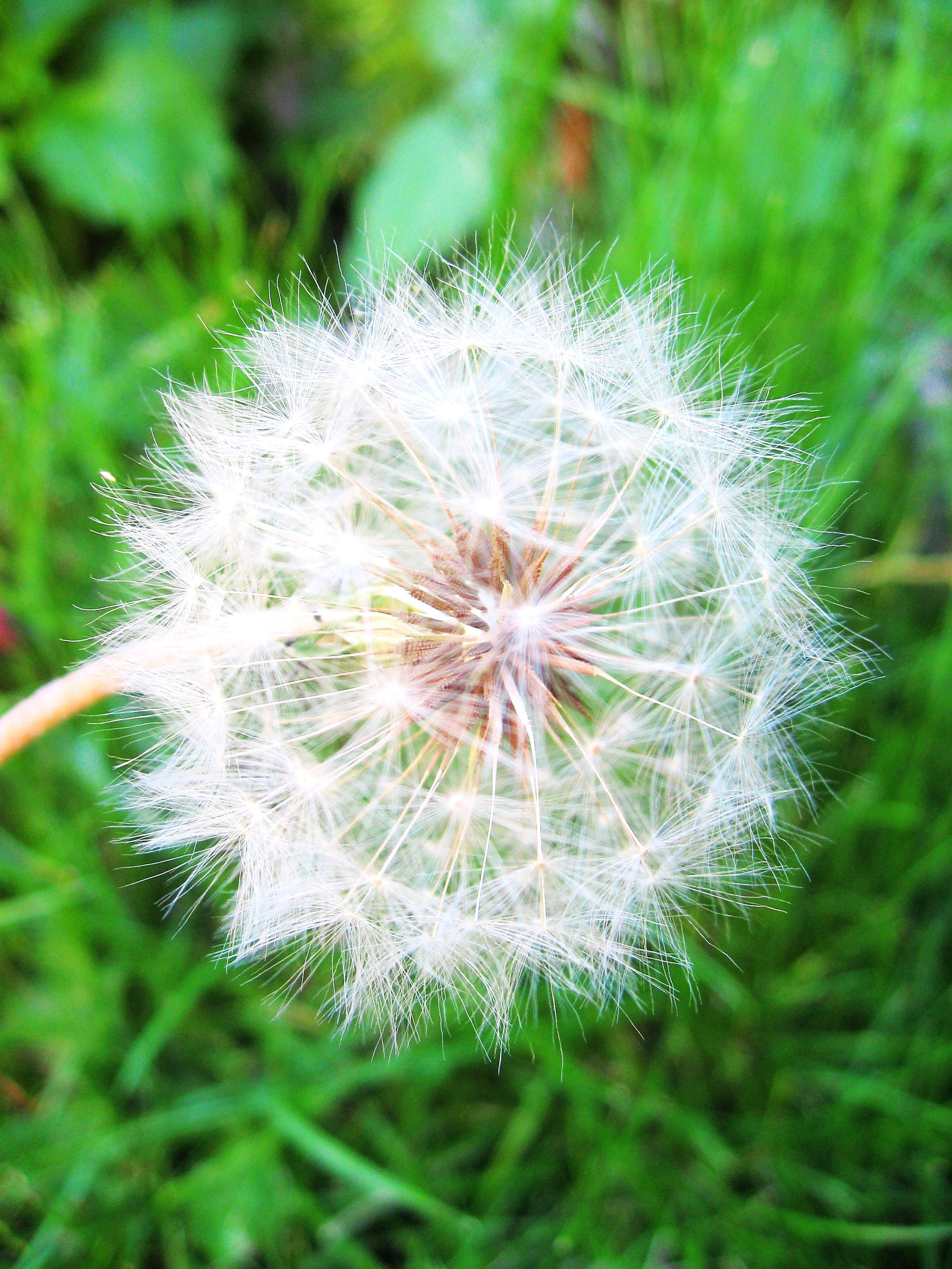 plant, freshness, close-up, fragility, Dandelion, 2K, dandelion seed, inflorescence, positive emotion, outdoors, beauty in nature, flower head, softness, Phone HD Wallpaper