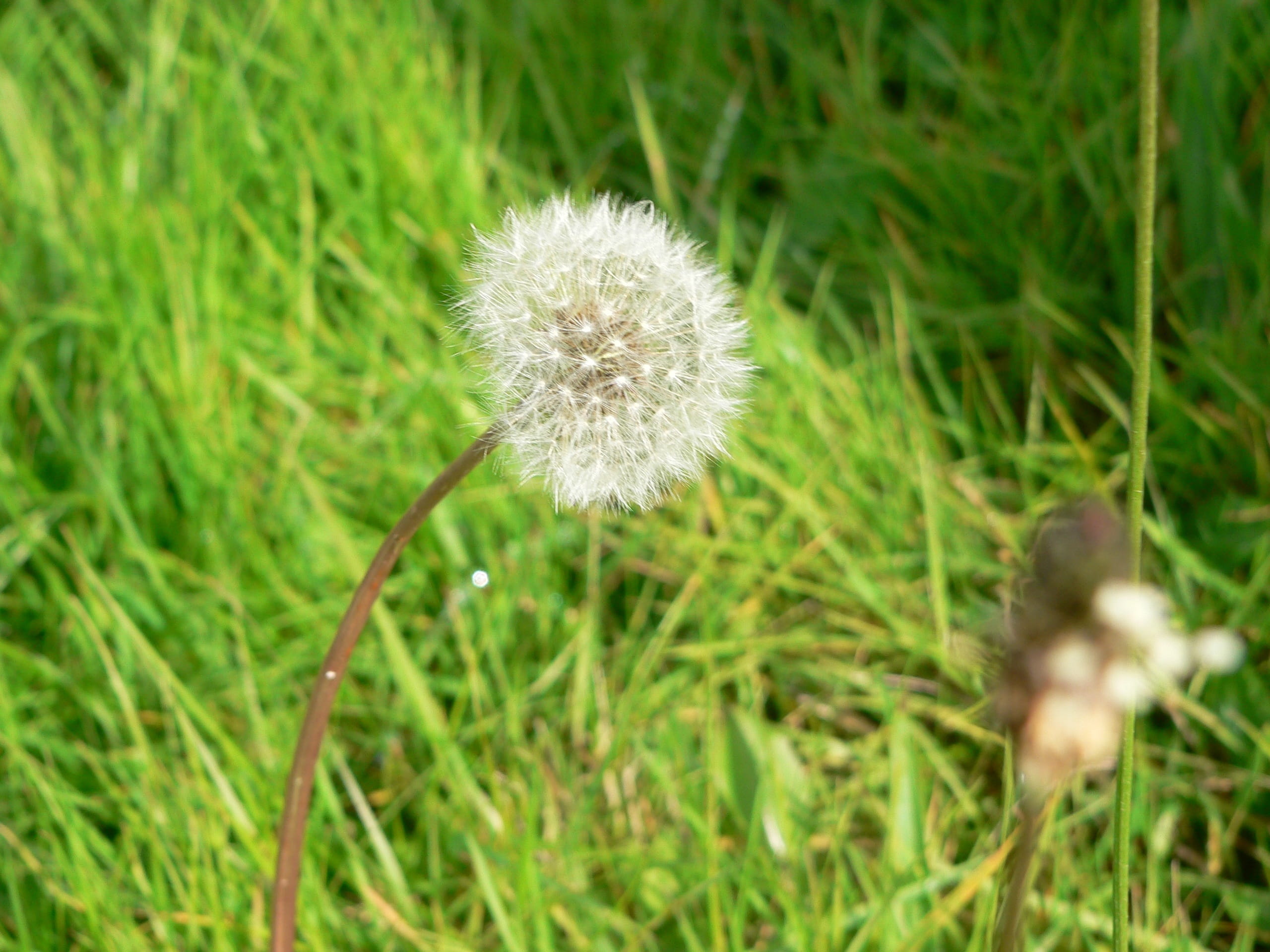 field, vulnerability, beauty in nature, focus on foreground, day, hope, no people, land, inflorescence, freshness, fragility, green color, dandelion, flowering plant, HD Wallpaper