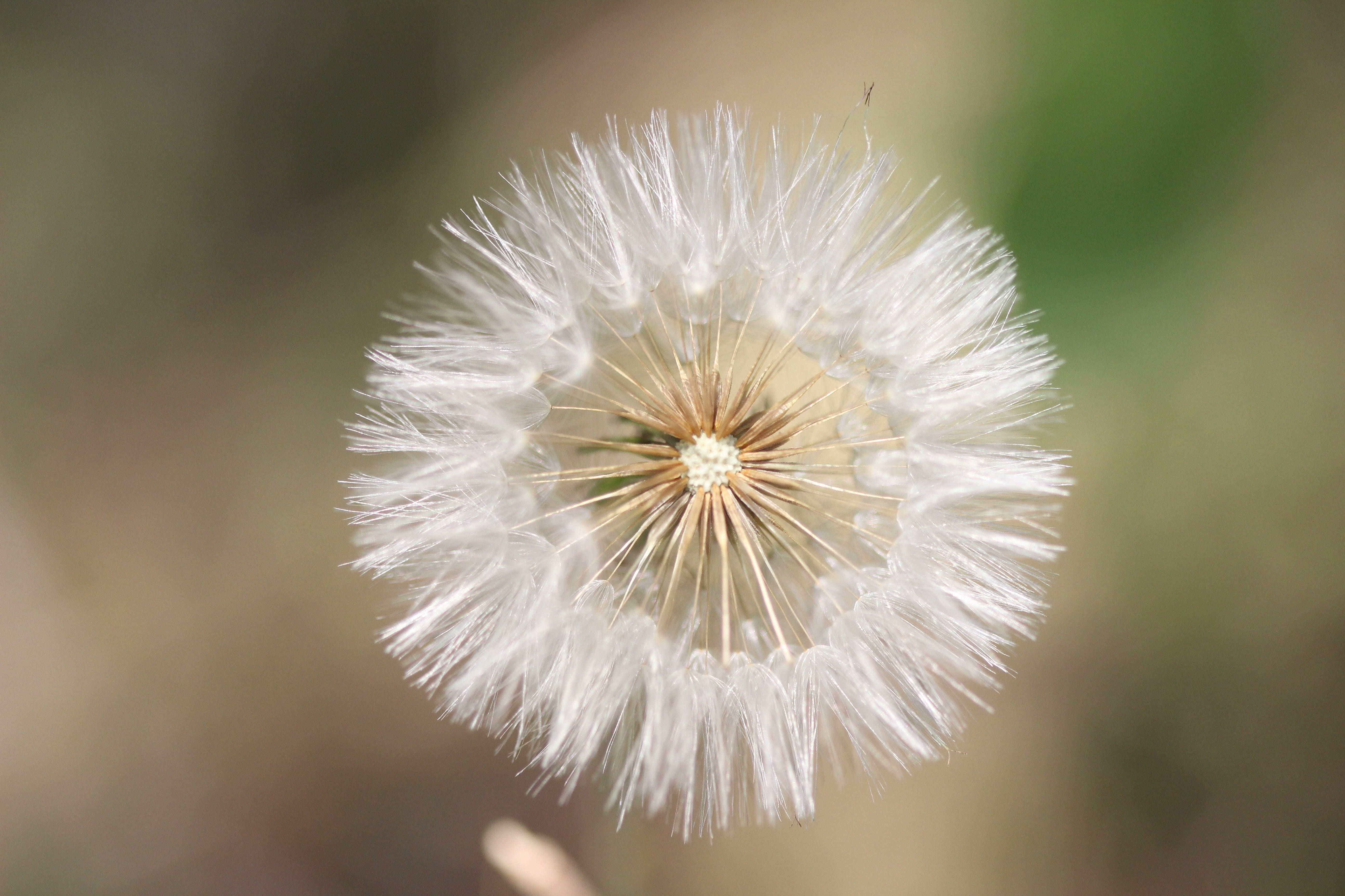 flower, focus on foreground, close-up, inflorescence, flowers, prado, white, flower of the field, dandelion, 5K, flowering plant, garden, vulnerability, HD Wallpaper