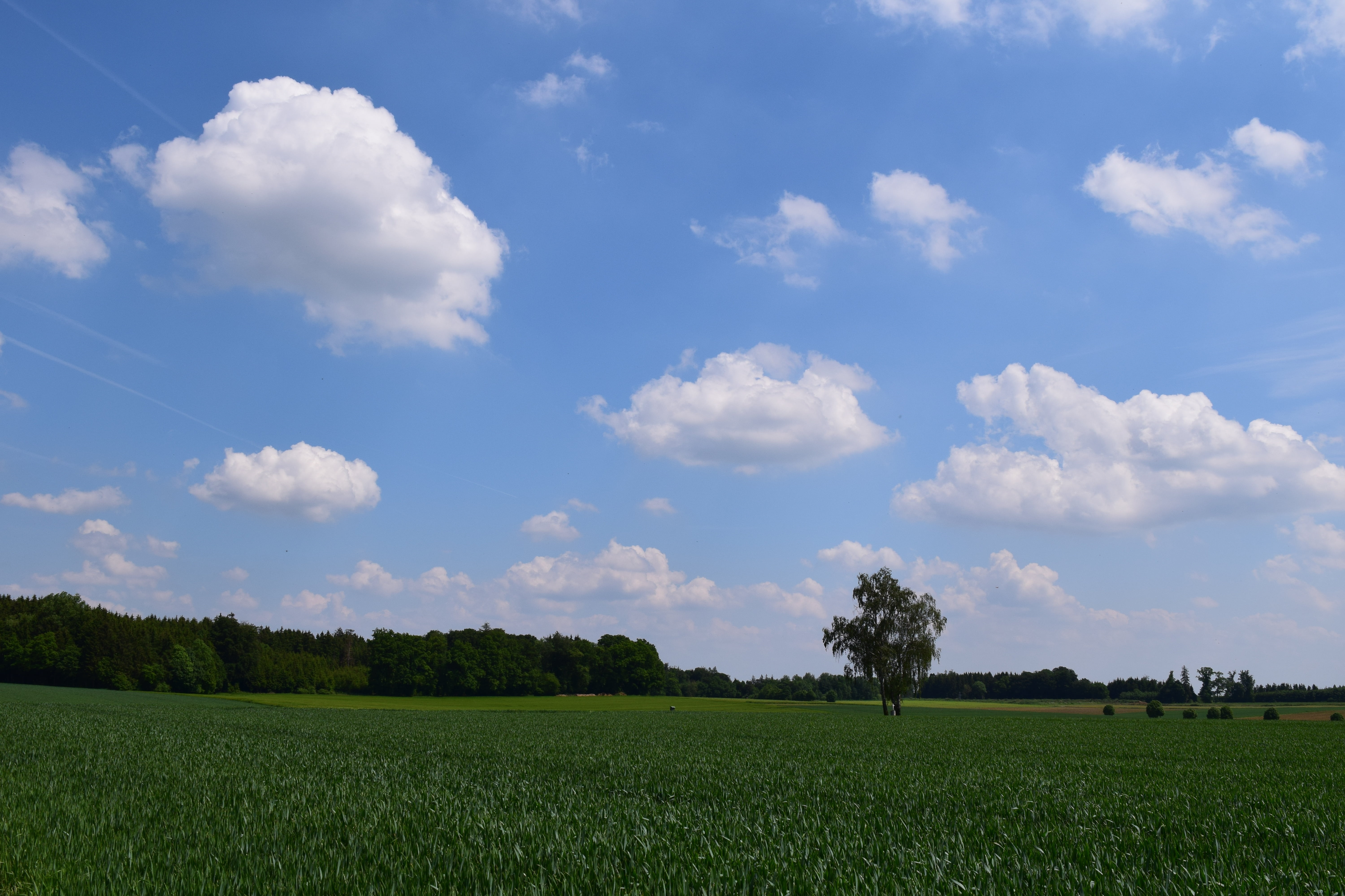 scenics - nature, green color, nature, tranquility, cereals, rural scene, horizon, 5K, day, tranquil scene, background, no people, environment, sky, outdoors, HD Wallpaper