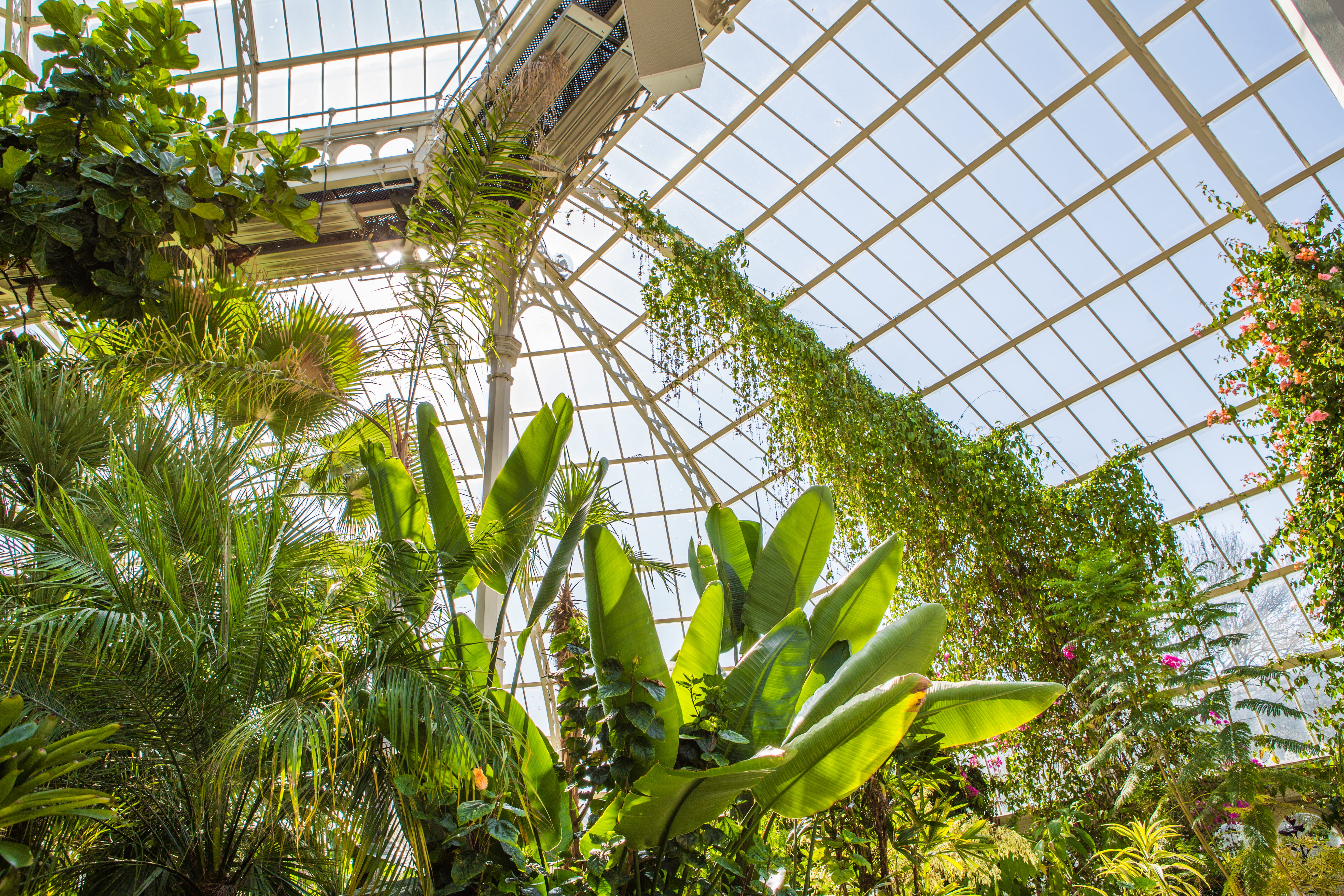 conservatory, forest, 5K, tree, no people, sefton park palm house preservation trust, environmental conservation, united kingdom, greenhouse, structure, HD Wallpaper