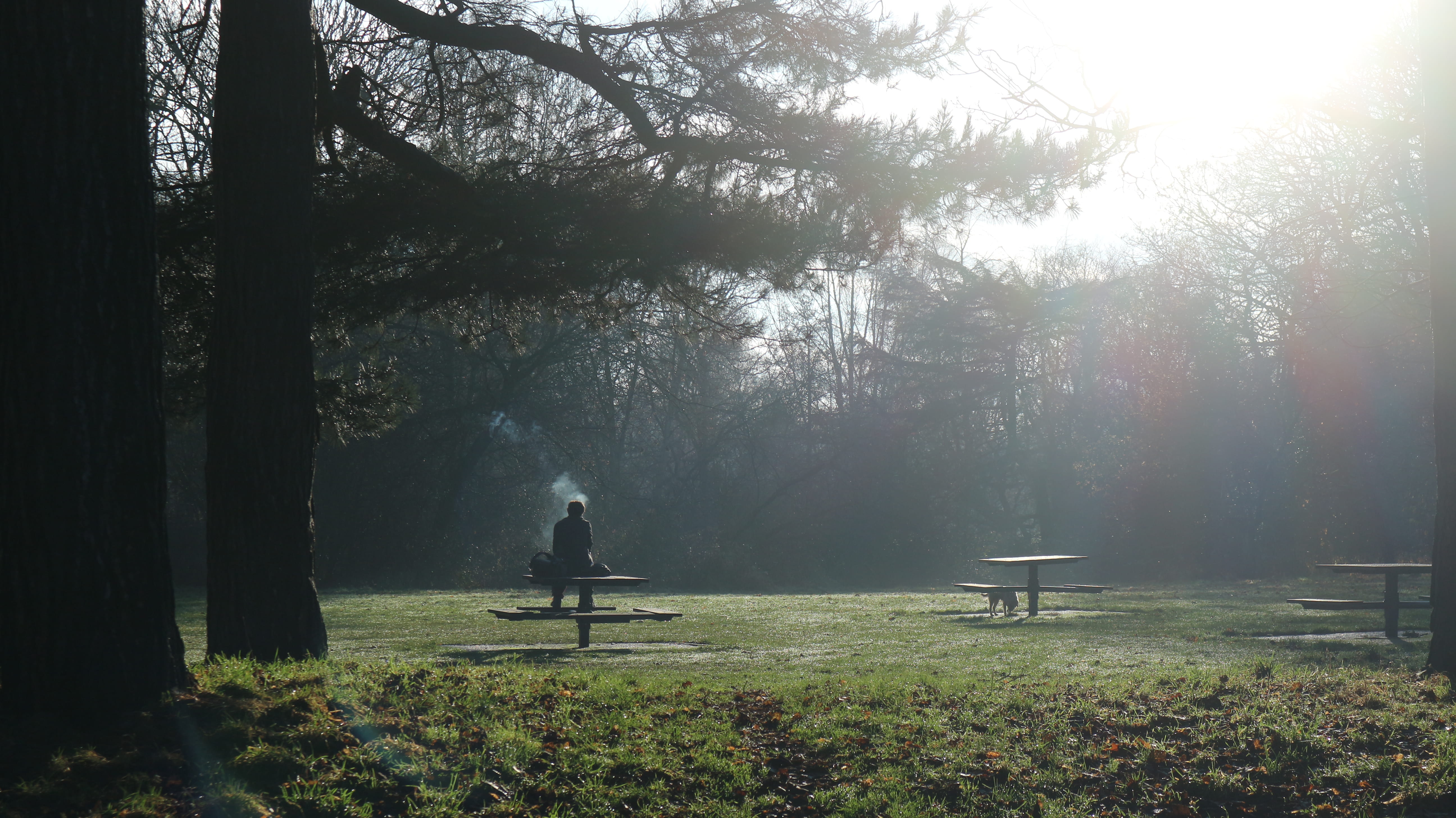park, sefton, cold, liverpool, tranquility, nature, sitting, field, 5K, united kingdom, day, one person, growth, outdoors, forest, idyllic, bench, trees, HD Wallpaper
