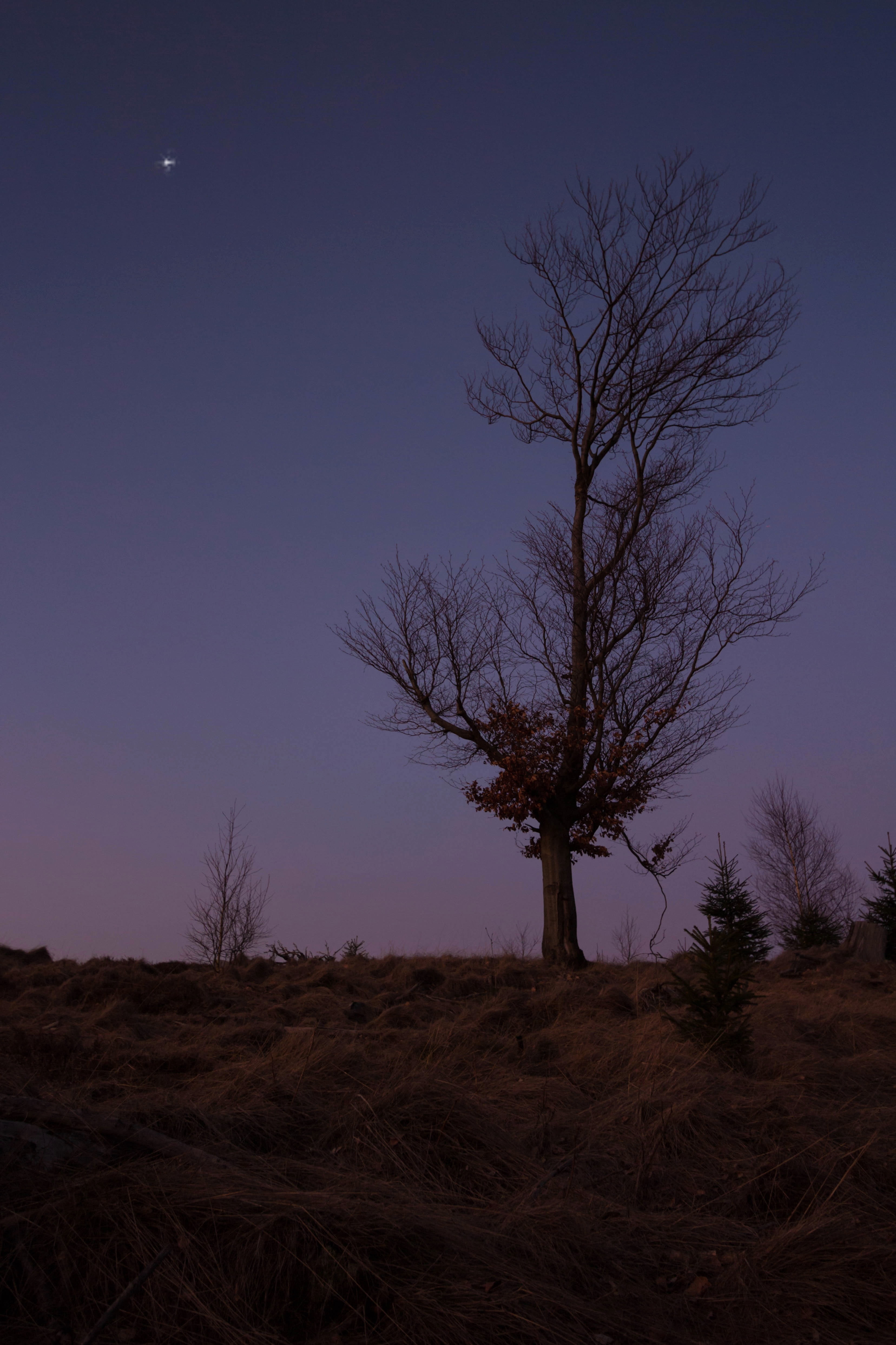 field, blautöne, isolated, beauty in nature, romance, dusk, sky, atmosphere, blue, mood, scenics - nature, 4K, abendstimmung, outdoors, beautiful, blue hour, Phone HD Wallpaper