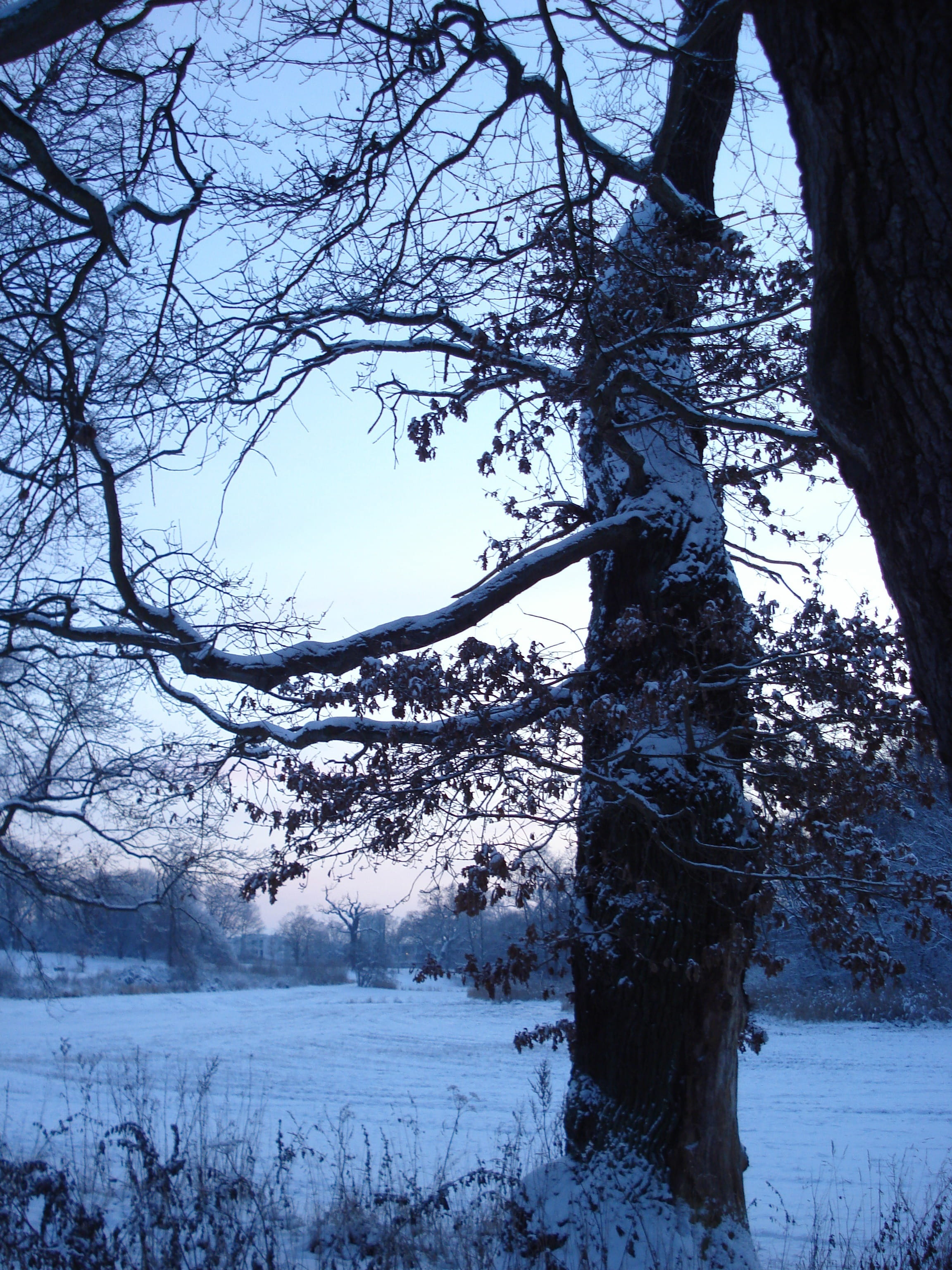 blautöne, park, Dusk, sonnenunetrgang, Winter, blue, beautiful, icy, landscape, Snow, beauty in nature, twilight, romance, covering, plant, environment, Phone HD Wallpaper