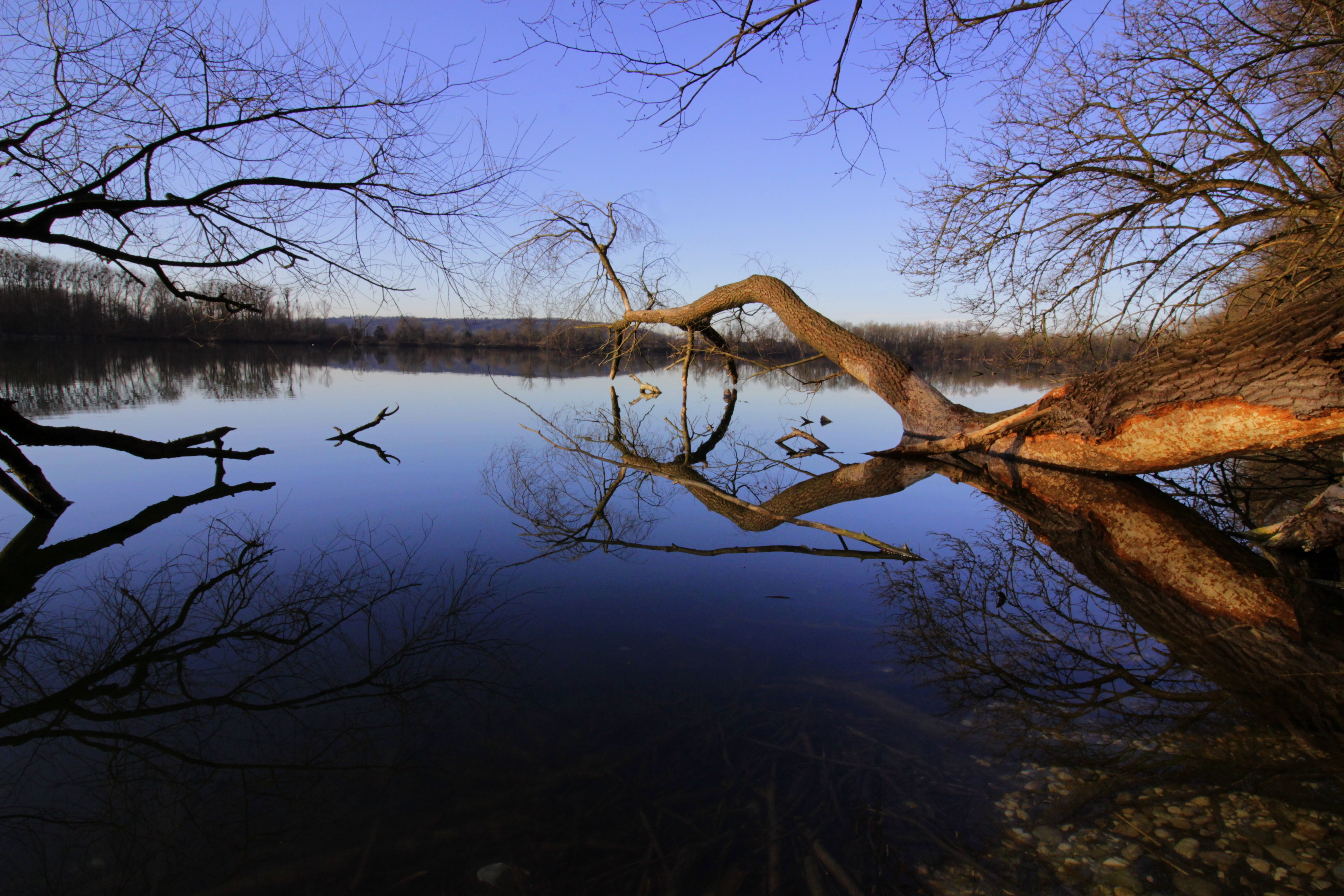 plant, body, outdoors, sky, dead plant, rest, atmosphere, reflection, reflections, bank, bare tree, spring, silent, tranquility, sun, mirror image, non-urban scene, HD Wallpaper