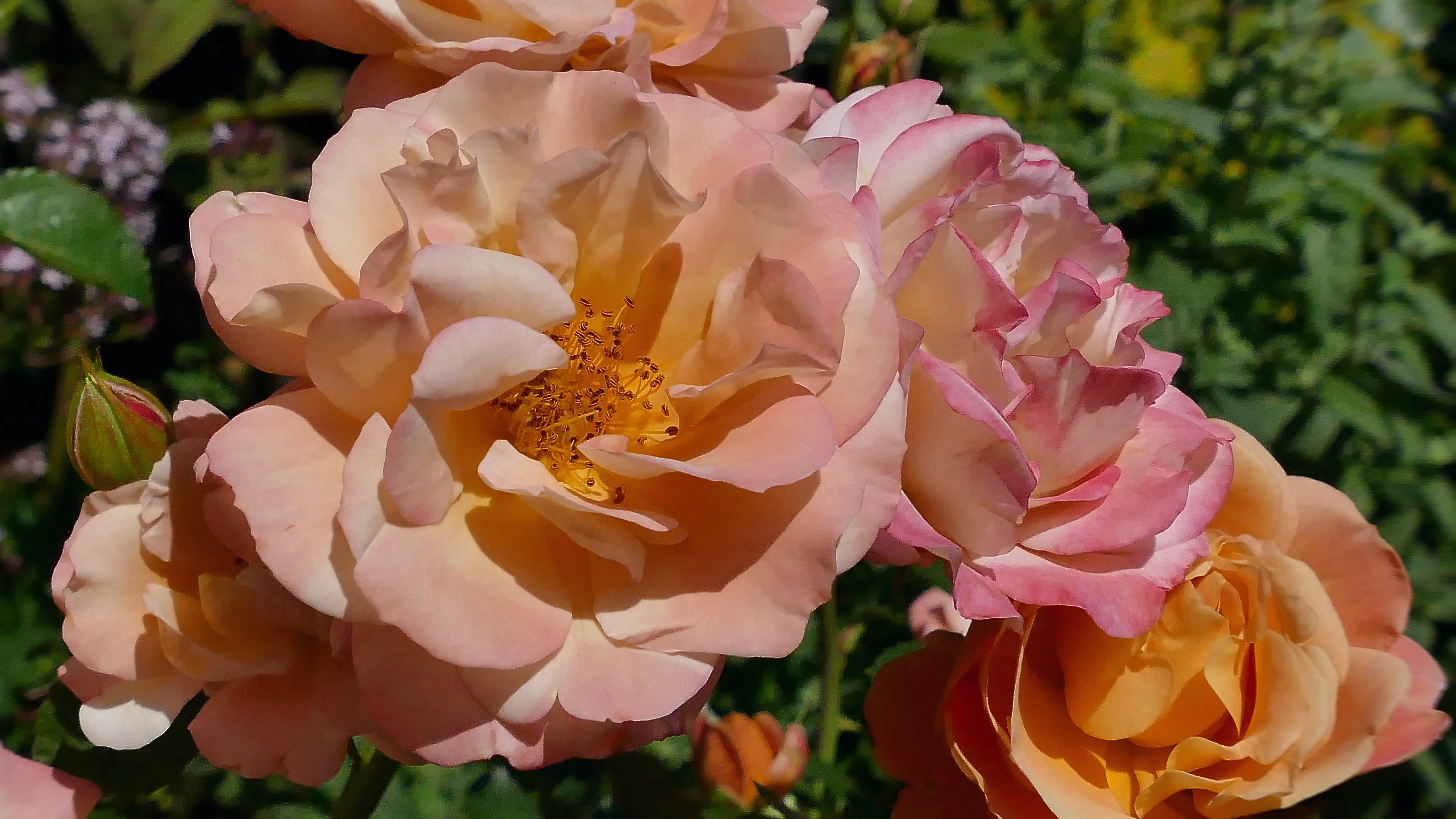 close up, garden rose, flower, pink color, bouquet, no people, salmon, outdoors, marie curie, inflorescence, focus on foreground, growth, rose bloom, freshness, HD Wallpaper