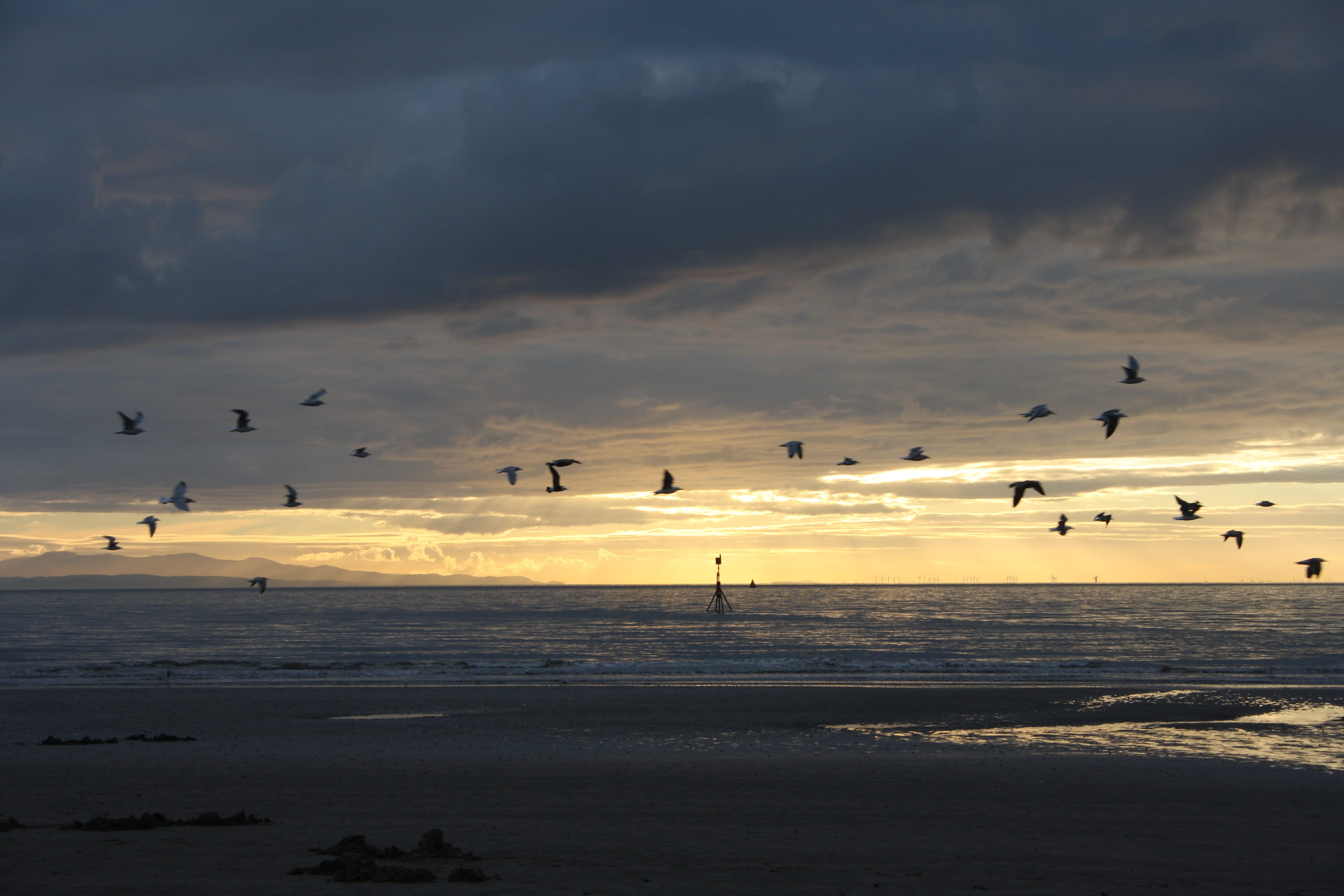 flock of birds, scenics - nature, water, animal wildlife, merseyside, animal, vertebrate, crosby, cloud - sky, animals in the wild, group of animals, large group of animals, HD Wallpaper