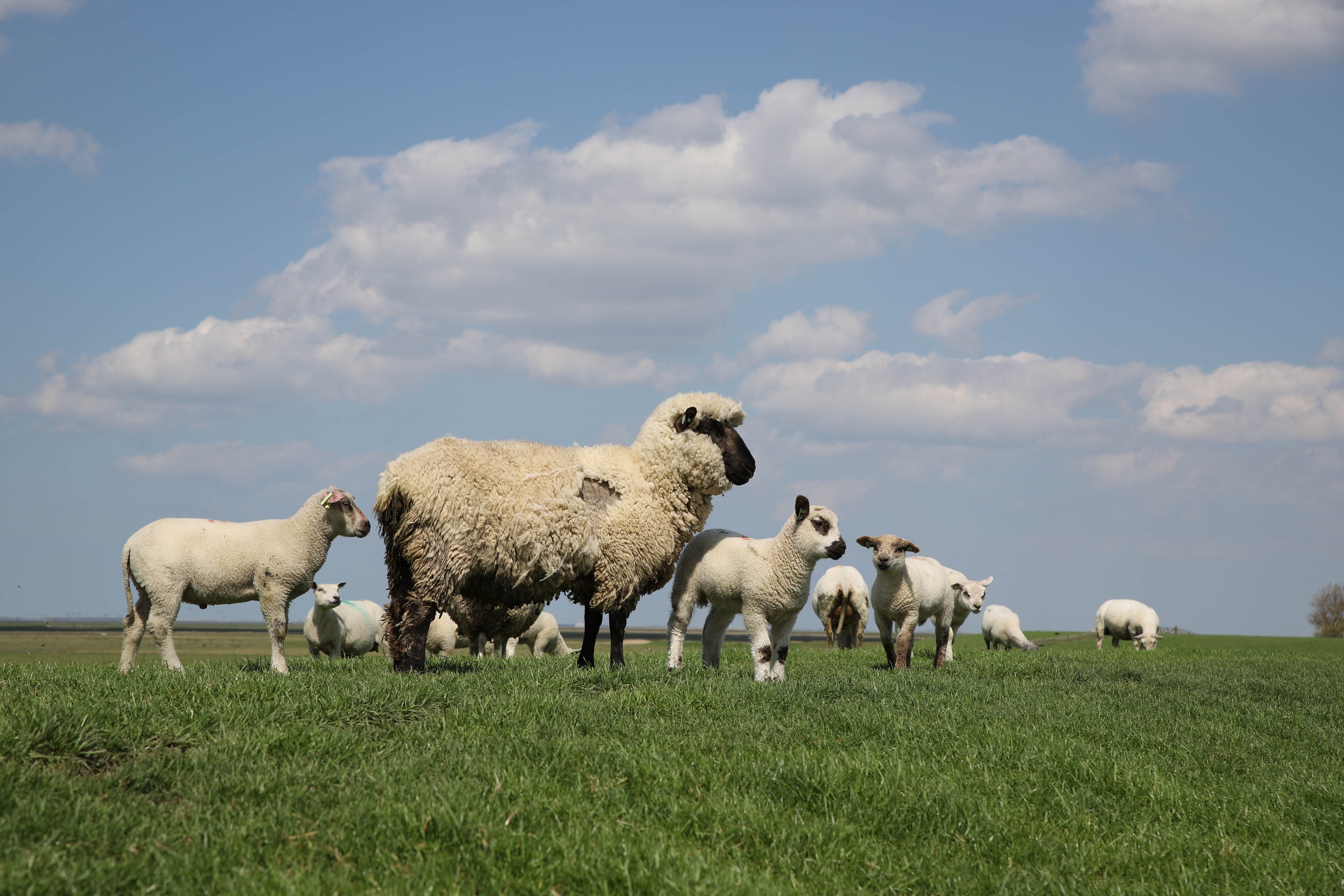 west frisian, nature, animal themes, large group of animals, wad, flock of sheep, no people, cloud - sky, domestic, herbivorous, coast, agriculture, grass, HD Wallpaper