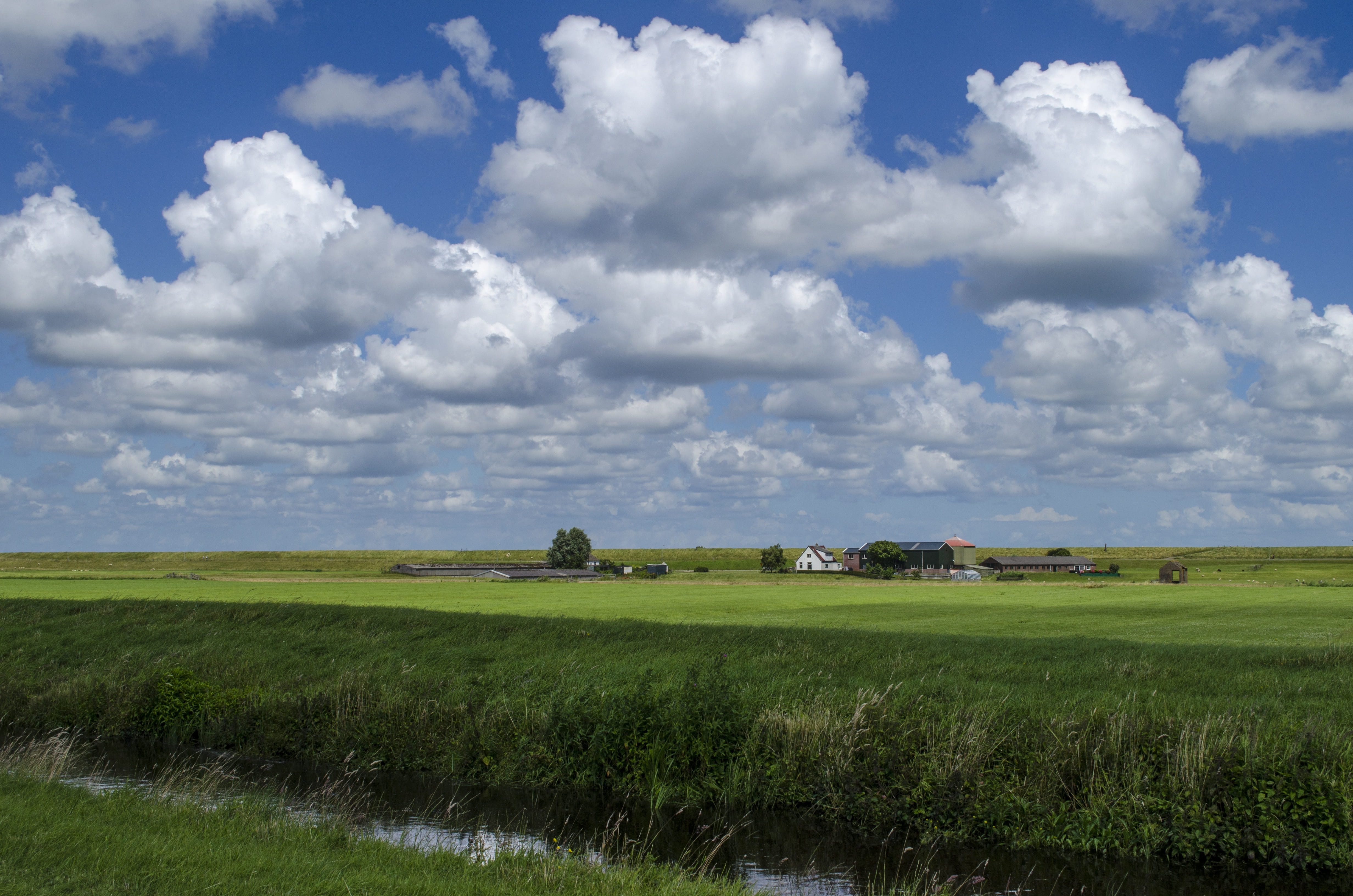 meadow, field, agriculture, farm, beauty in nature, summer, outdoors, day, scenics - nature, environment, non-Urban Scene, green color, plant, West-Friesland, HD Wallpaper