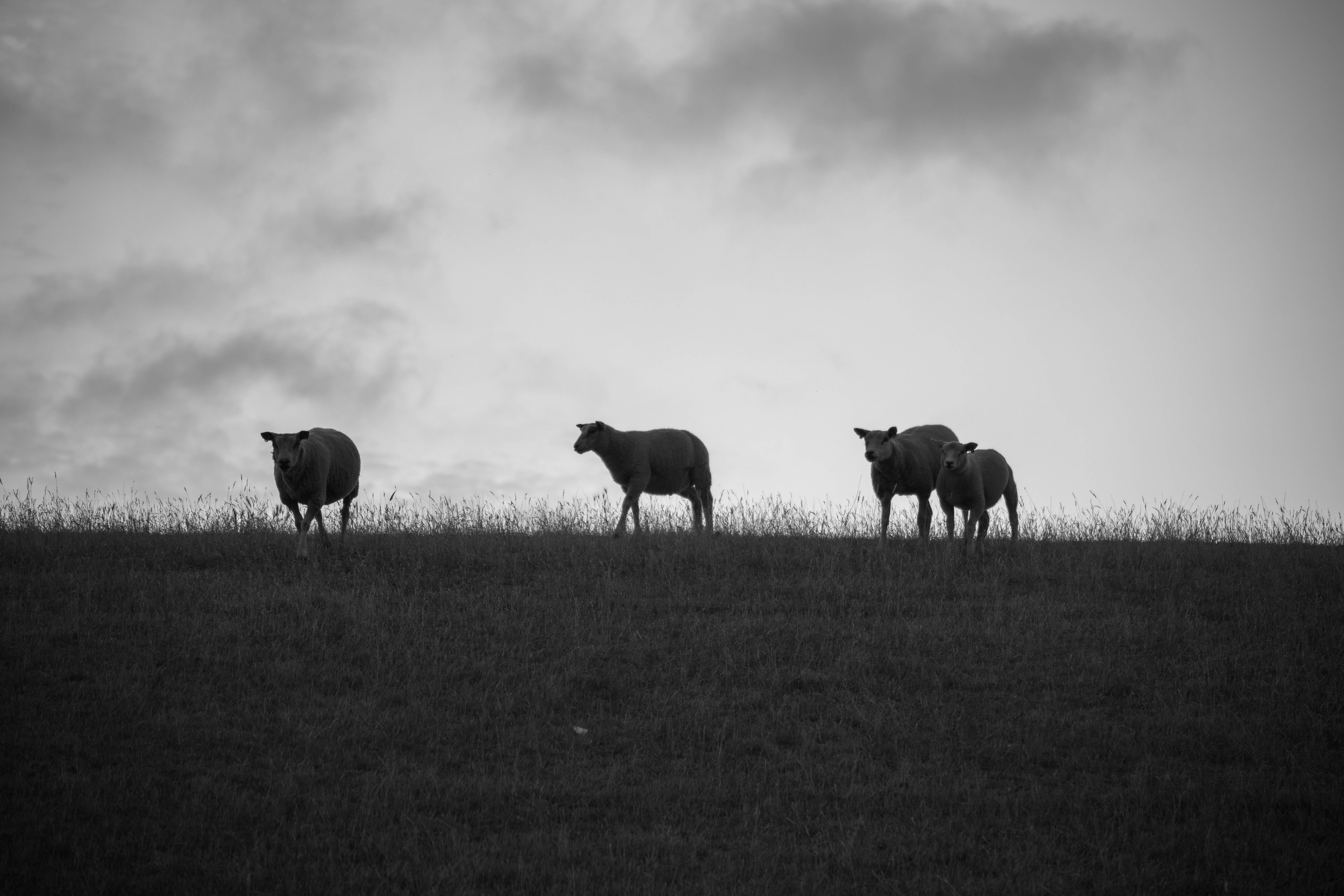 5K, sky, west frisian, sheep, friesland, grass, vertebrate, livestock, field, clouds, outdoors, cattle, mammal, no people, zeedijk, coast, herbivorous, HD Wallpaper