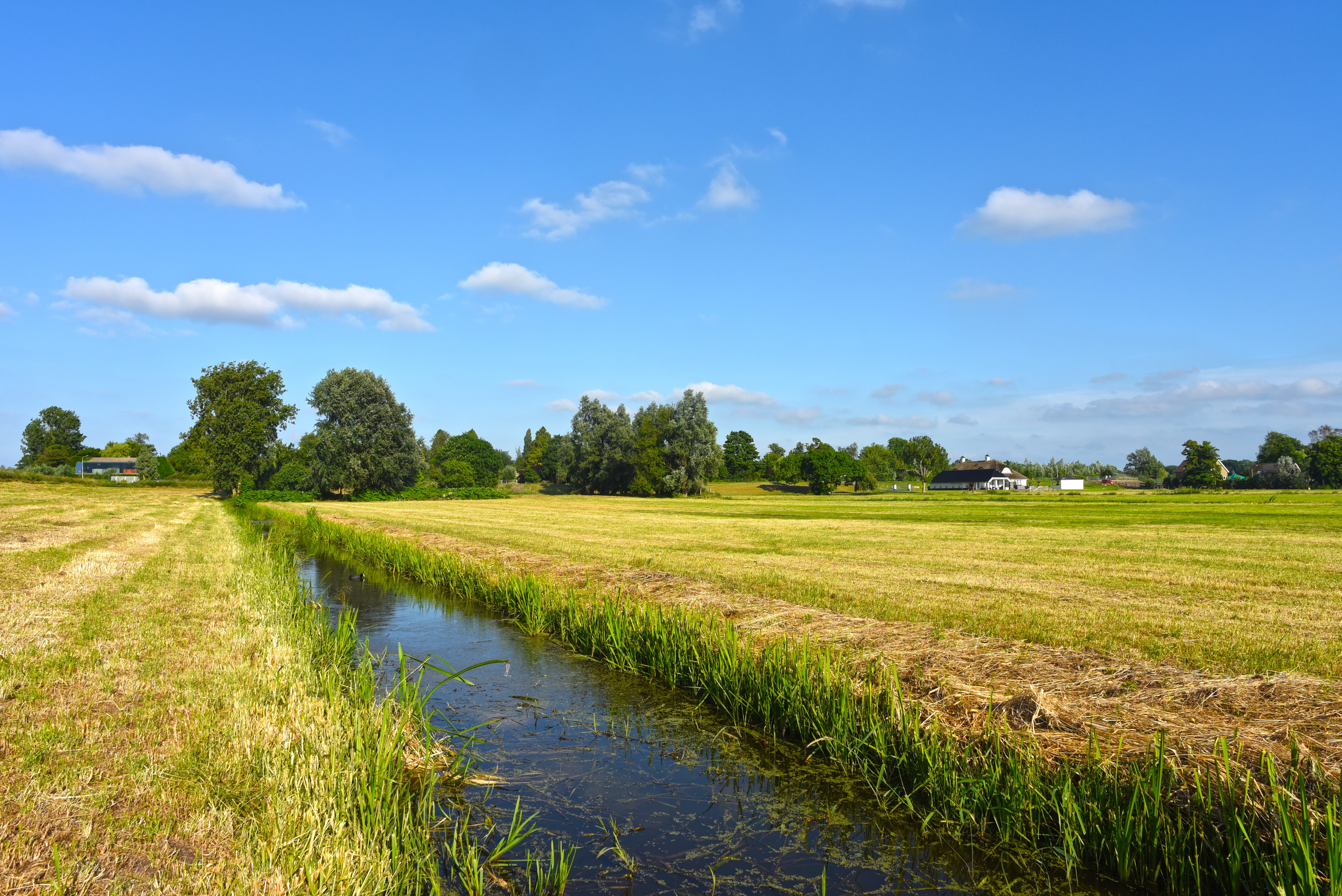 polder, swamp, tree, sky, stream - flowing water, horizon, water, field, tranquility, grass, environment, beauty in nature, rural scene, tranquil scene, HD Wallpaper