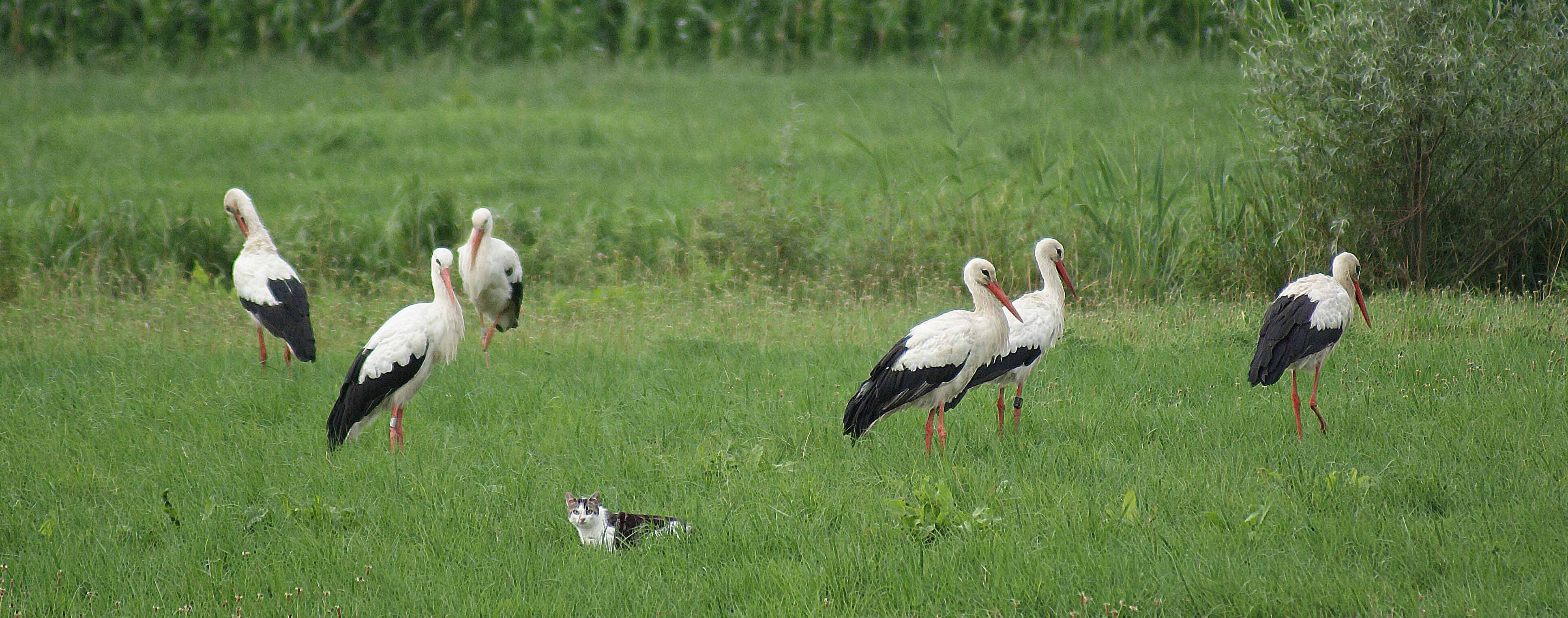 polder, no people, flying, grass, plant, storks, vertebrate, animals in the wild, animal themes, animal, beauty in nature, animal wildlife, 4K, bird, green color, HD Wallpaper