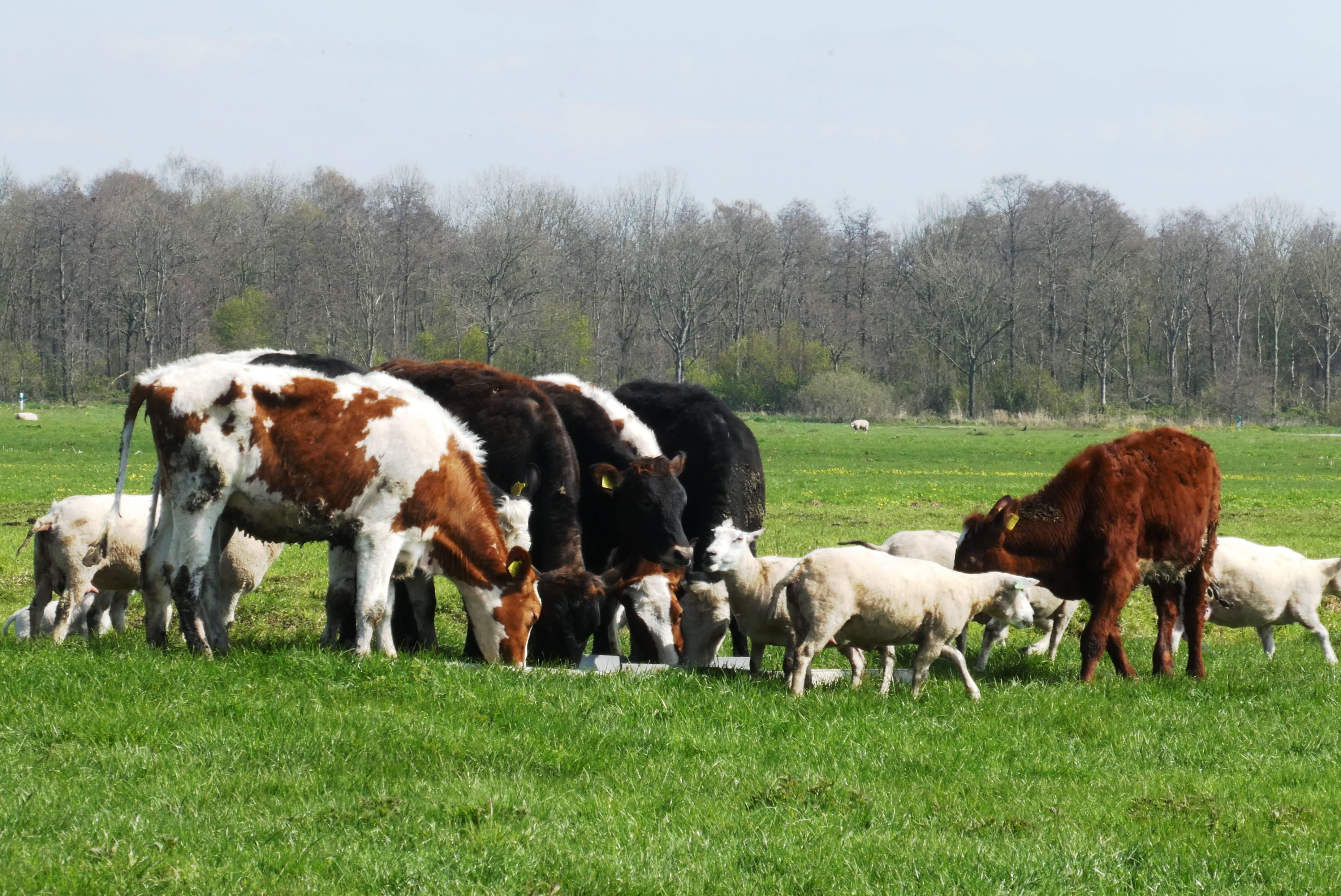 spring, green color, green, 2K, pets, grass, polder, domestic animals, herbivorous, group of animals, farm, cow, pasture, animal, animal themes, farm animal, HD Wallpaper