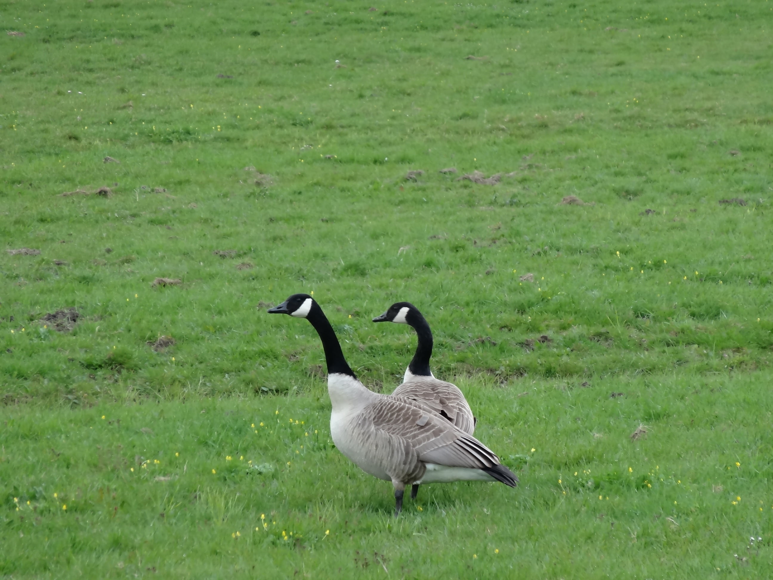 bird, goose, animal, land, animals in the wild, green, animal family, polder, fly, no people, gosling, young animal, waterfowl, nature, red goose, green heart, HD Wallpaper