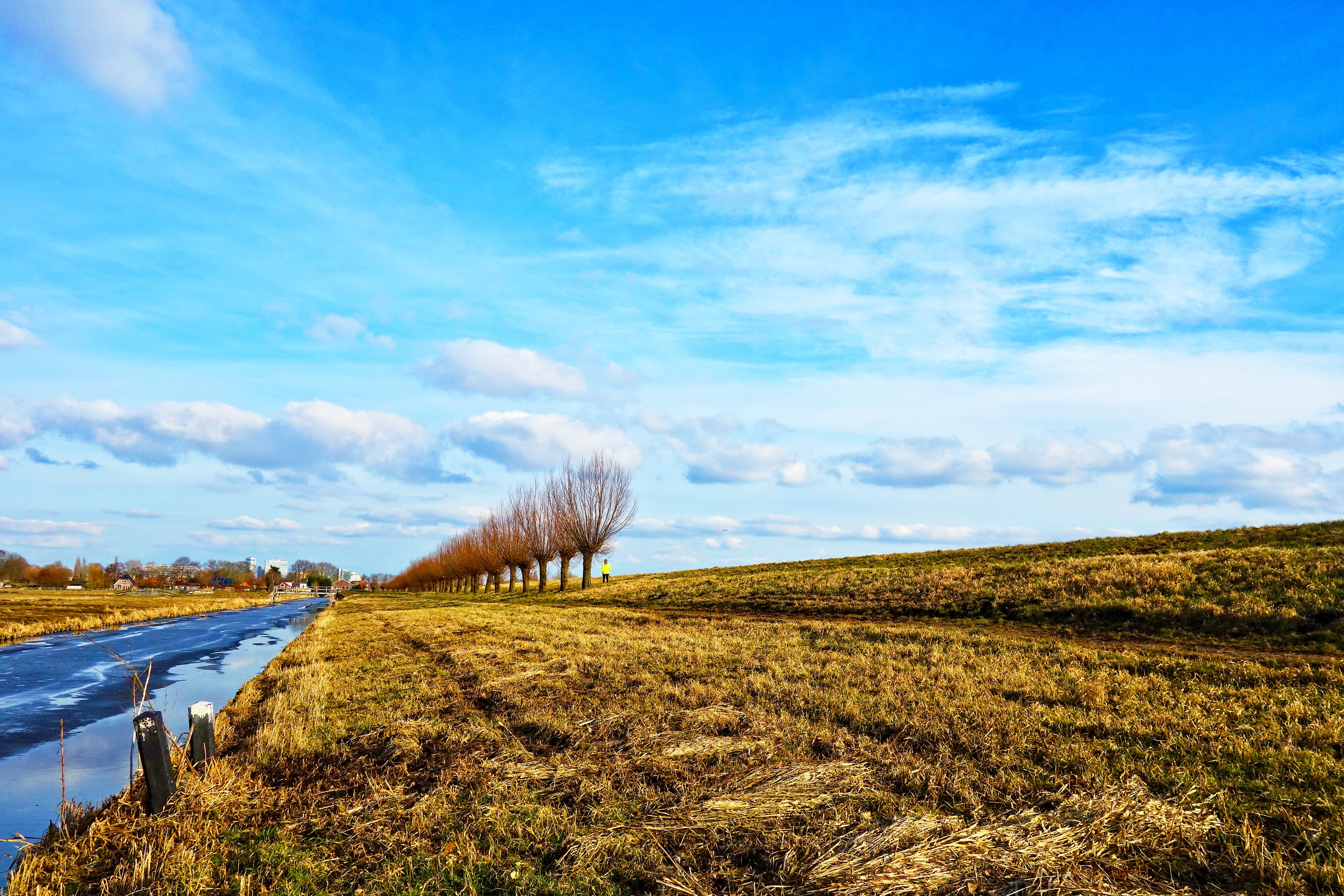 blue, skyline, brown, idyllic, tree, rural scene, north-holland, nature, holland, outdoors, bank, converging lines, pollard, horizon, polder, environment, HD Wallpaper