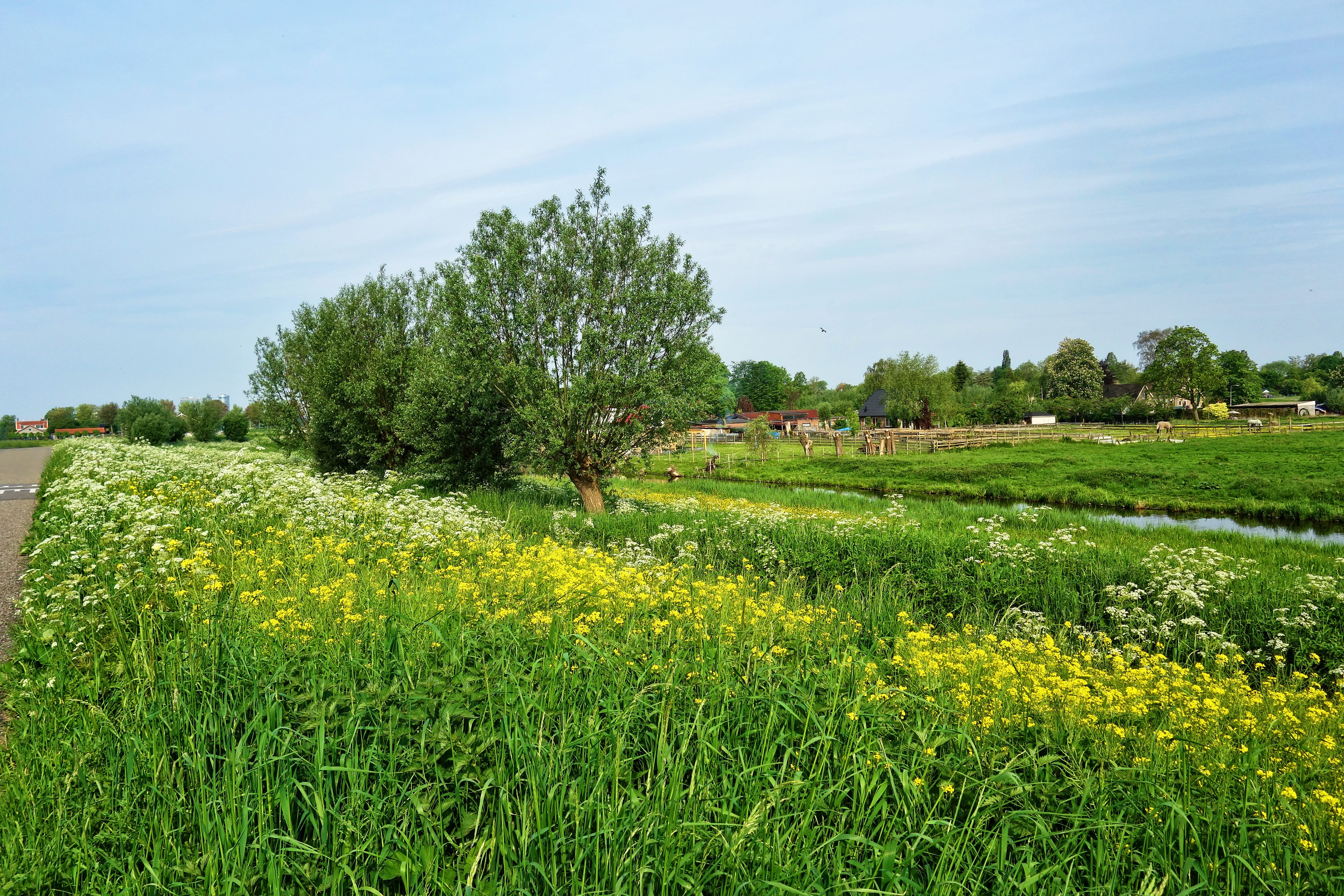 green color, outdoors, polder, scenery, environment, nature, sky, landscape, day, middelpolder, growth, farm, field, tranquil scene, tree, no people, beauty in nature, HD Wallpaper