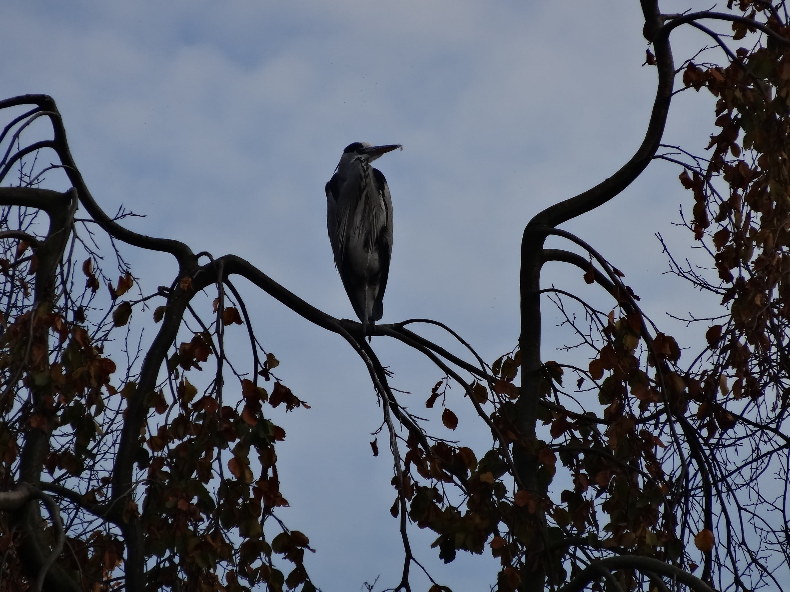 bird, bare tree, herons, one animal, no people, tree, sky, animal themes, nature, beauty in nature, cloud - sky, pasture, animal wildlife, outdoors, wings, HD Wallpaper