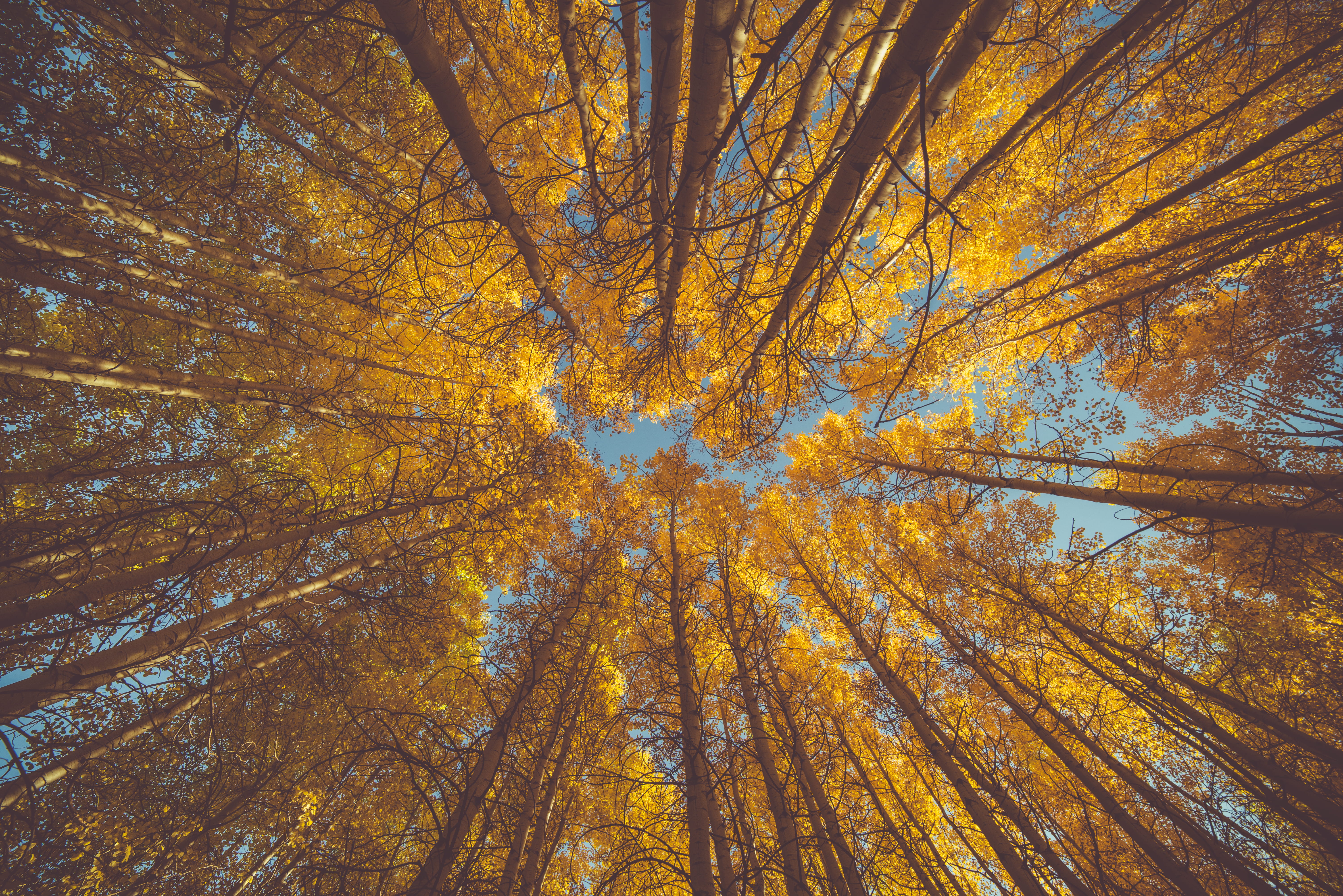 landscape, low angle view, tree, nature, explore, tree canopy, day, autumn collection, woodland, beauty in nature, tree crown, aspen, autumn, growth, trunk, HD Wallpaper