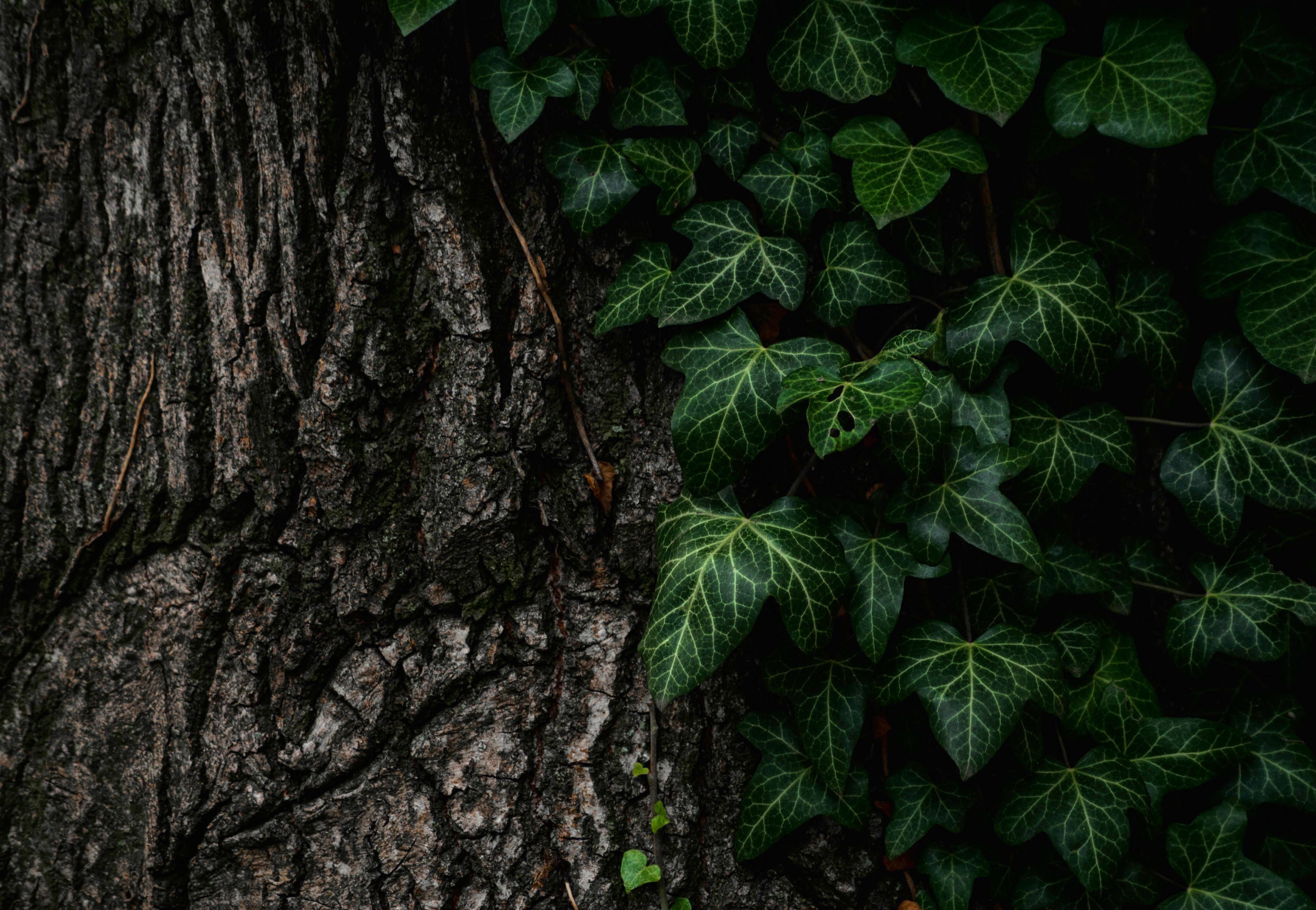 bark, day, tree trunk, outdoors, nature, close-up, high angle view, leaved, tree, brown, texture, beauty in nature, trunk, textured, forest, green color, HD Wallpaper