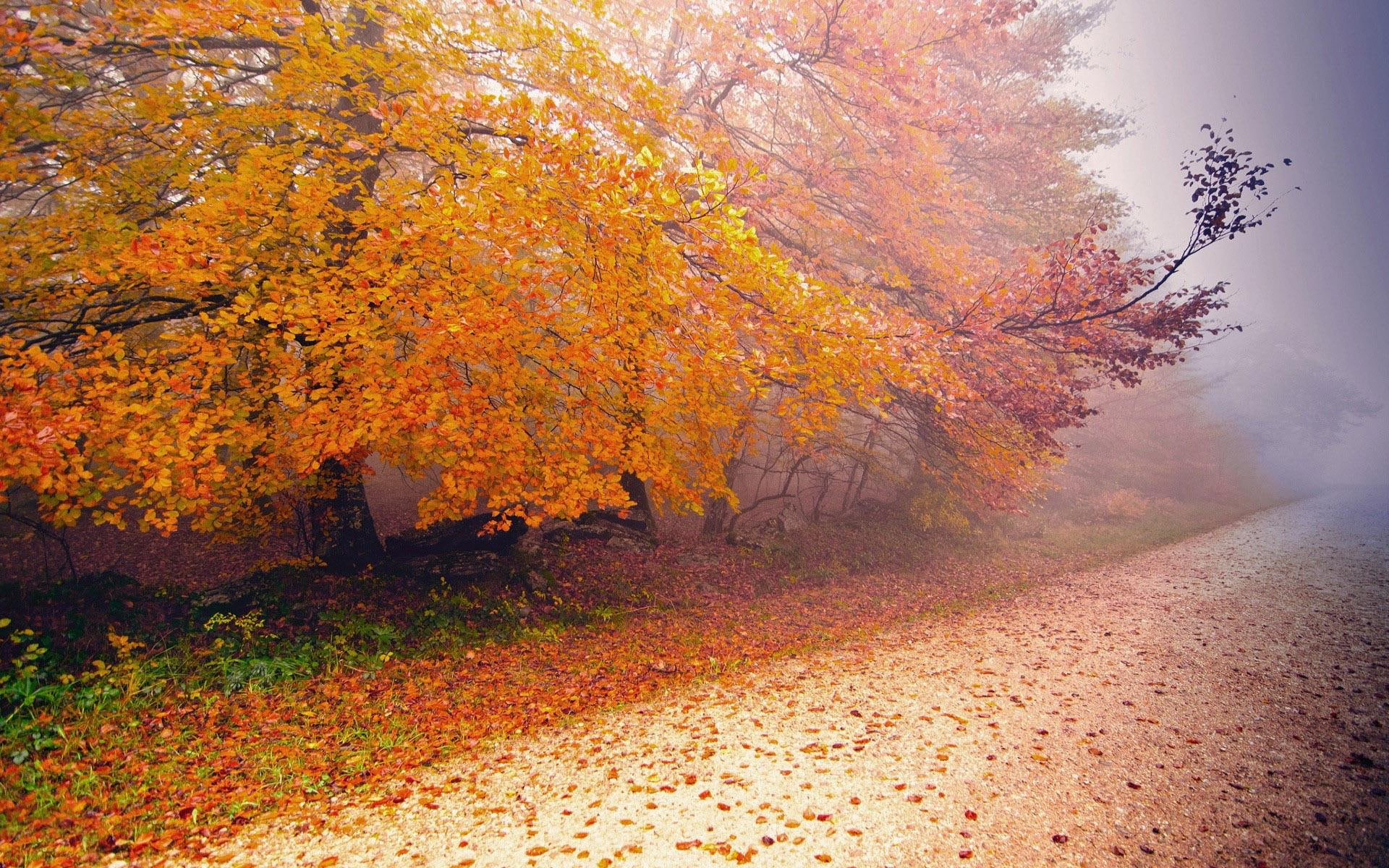 tree, autumn, nature, foggy, 1920x1200, day, 1080P, HD Wallpaper