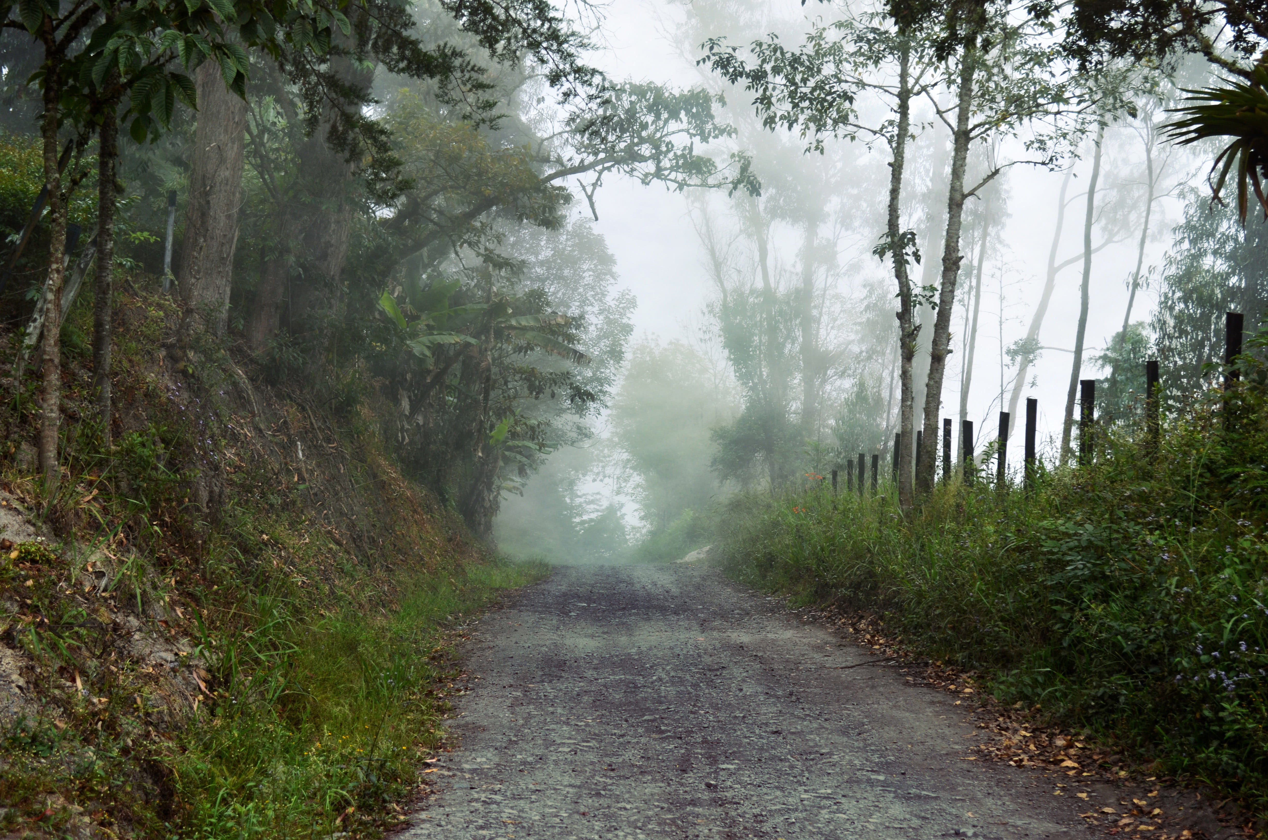 environment, foggy, mist, direction, land, public domain, nature, fog, Boyaca, 4K, scenics, rural Scene, plant, woodland, treelined, photos, scenics - nature, HD Wallpaper