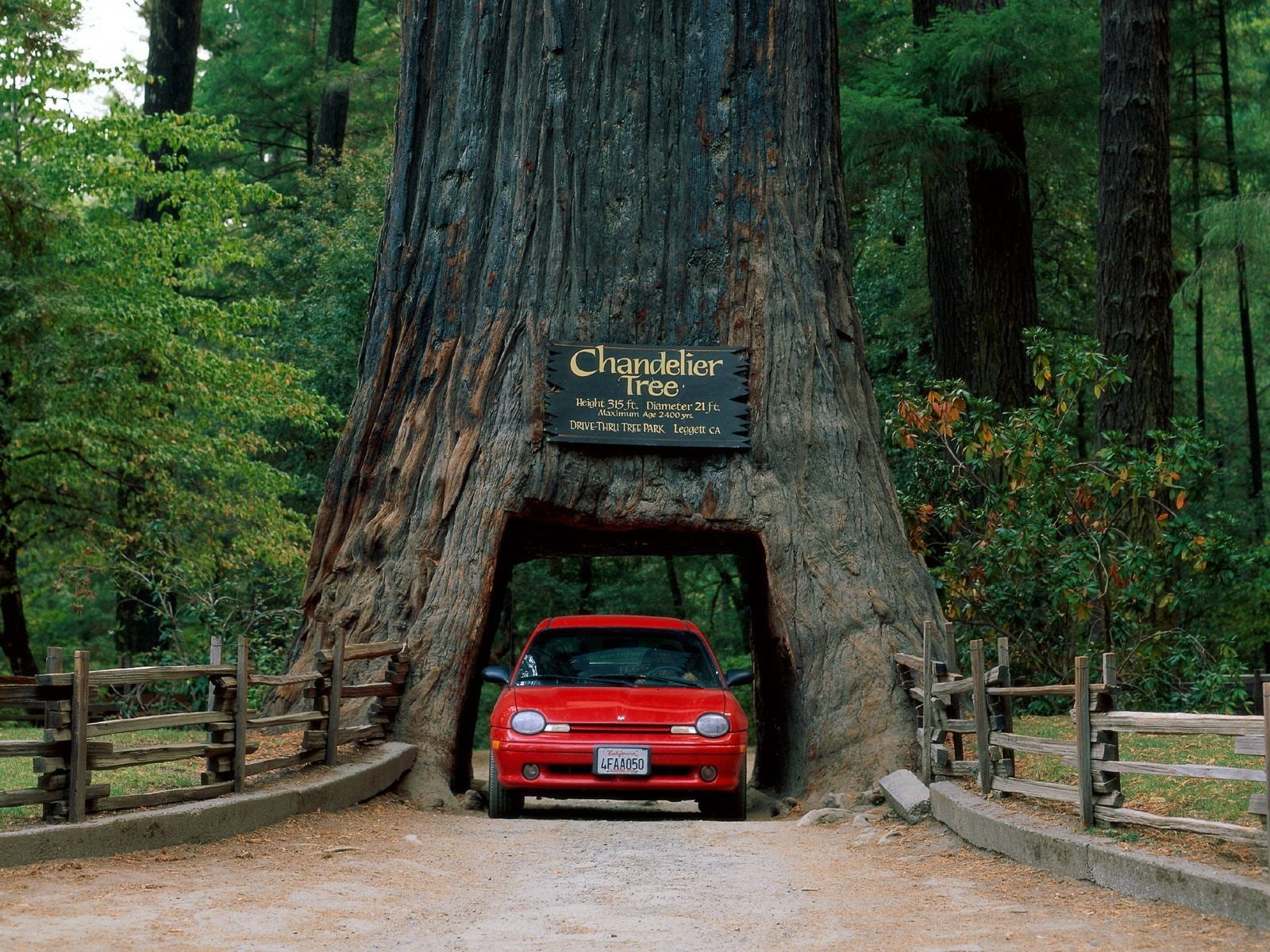 California, day, forest, no people, information sign, record, plant, trees, information, grass, text, car, mode of transportation, red, motor vehicle, trunk, HD Wallpaper