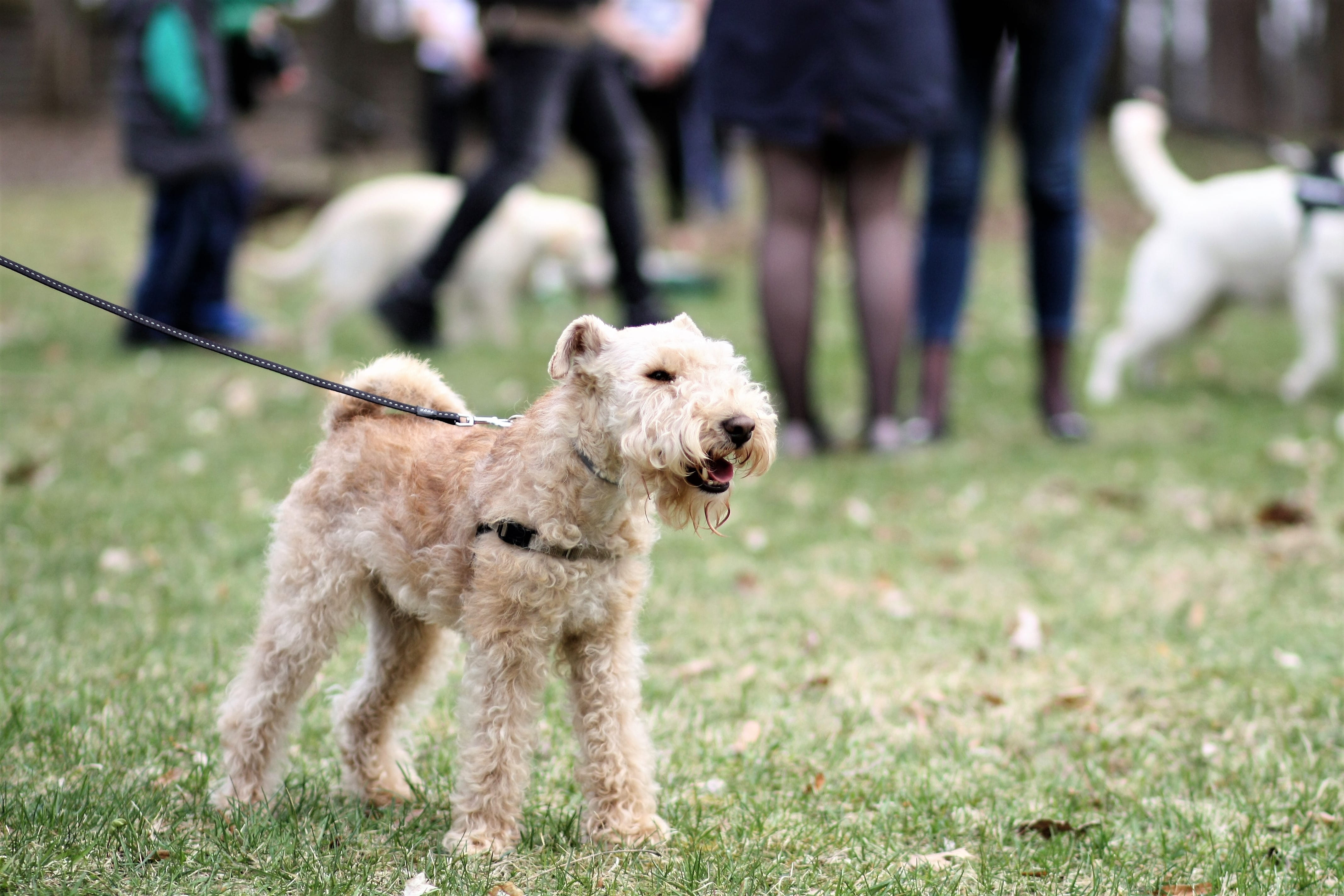 focus on foreground, lakeland, one animal, pet owner, pets, breed, human limb, focus, dog, incidental people, small, terrier, puppy, 4K, animal, close-up, HD Wallpaper