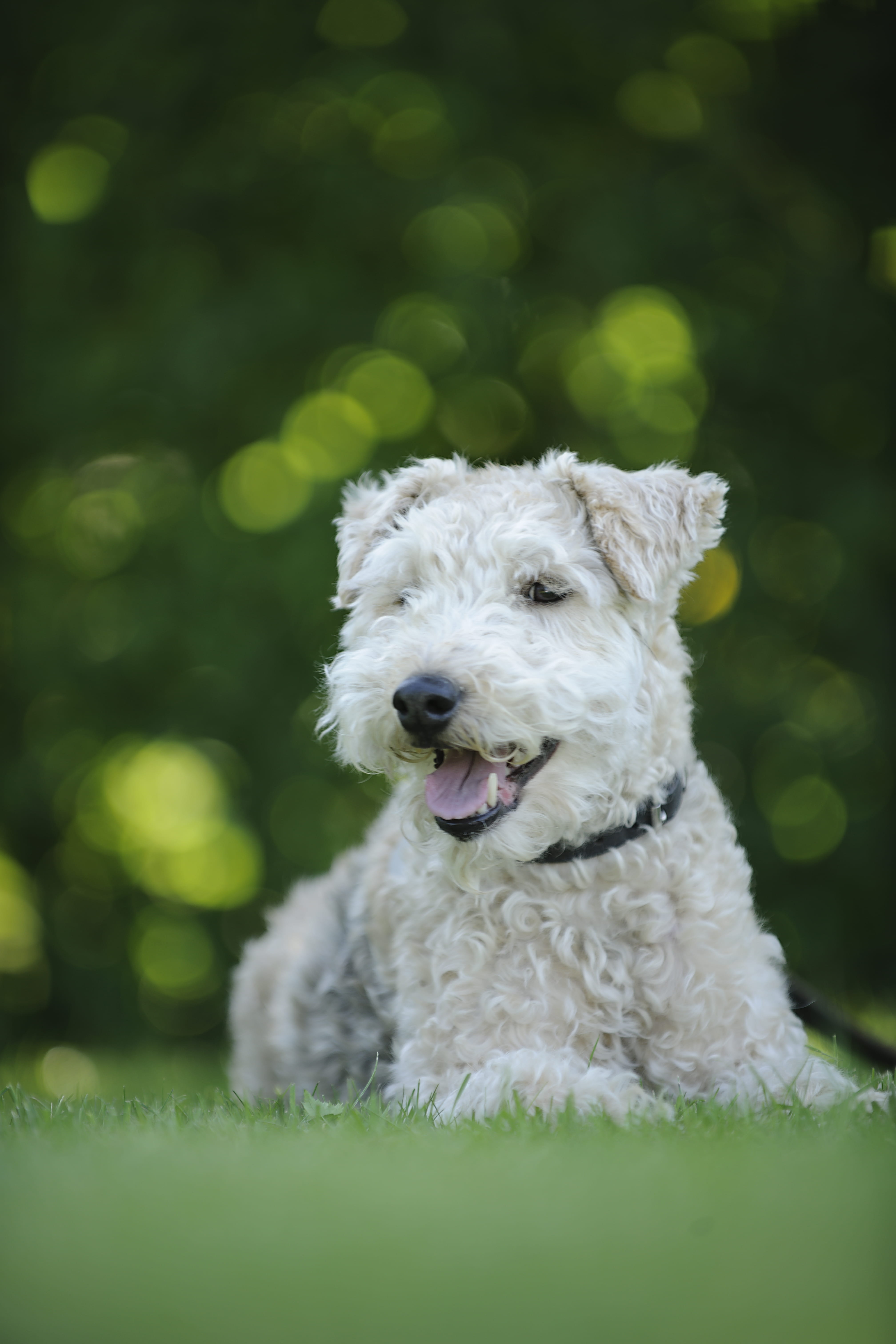 Lakeland Terrier, mammal, animal, pet, plant, cute, vertebrate, white, white color, one animal, little, focus on foreground, portrait, dog, mouth open, Phone HD Wallpaper