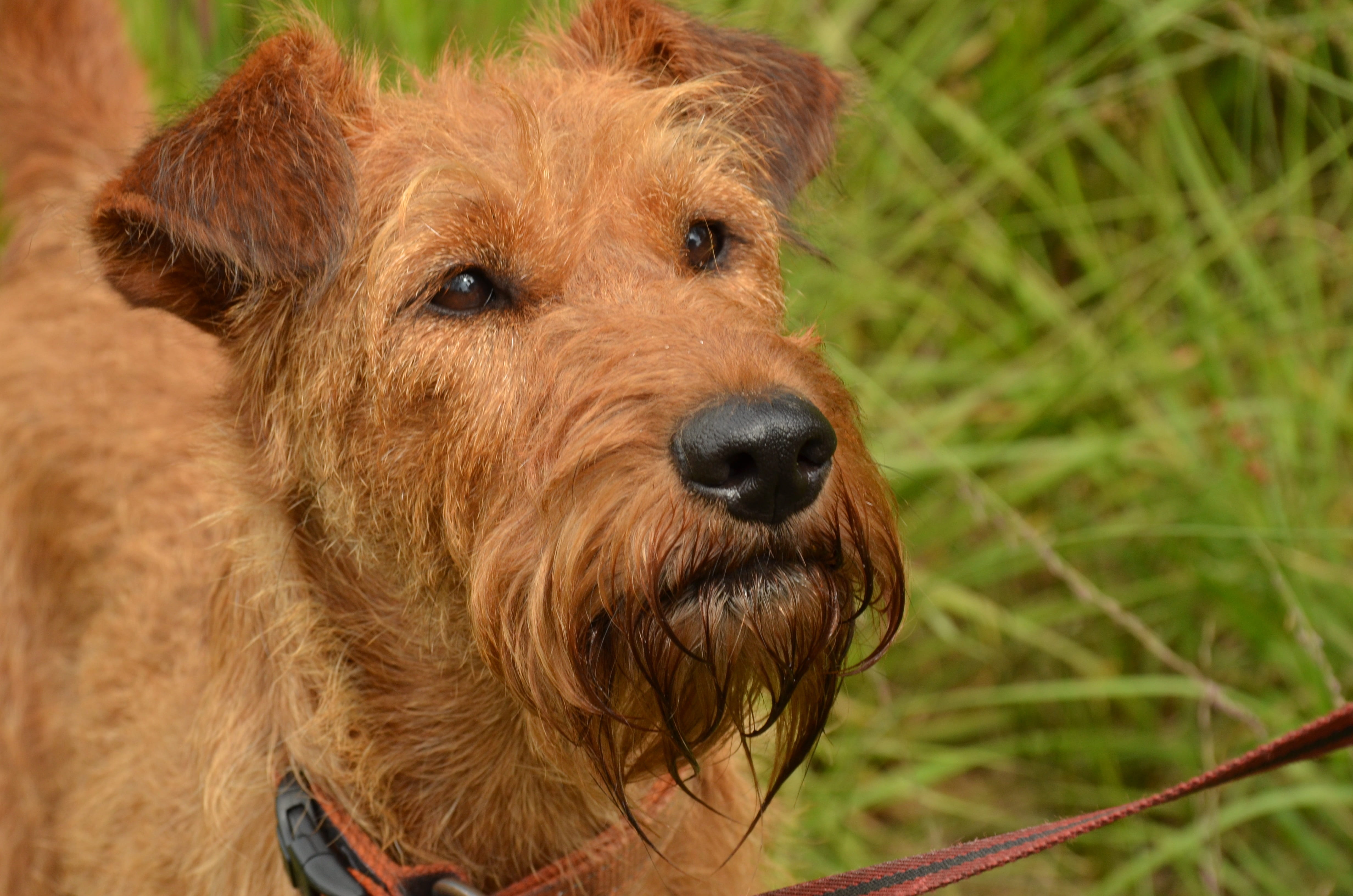domestic, brown, vertebrate, irish terrier, photography, pets, close, animal, terrier, looking at camera, 4K, mammal, dog, one animal, day, close-up, lakeland, HD Wallpaper