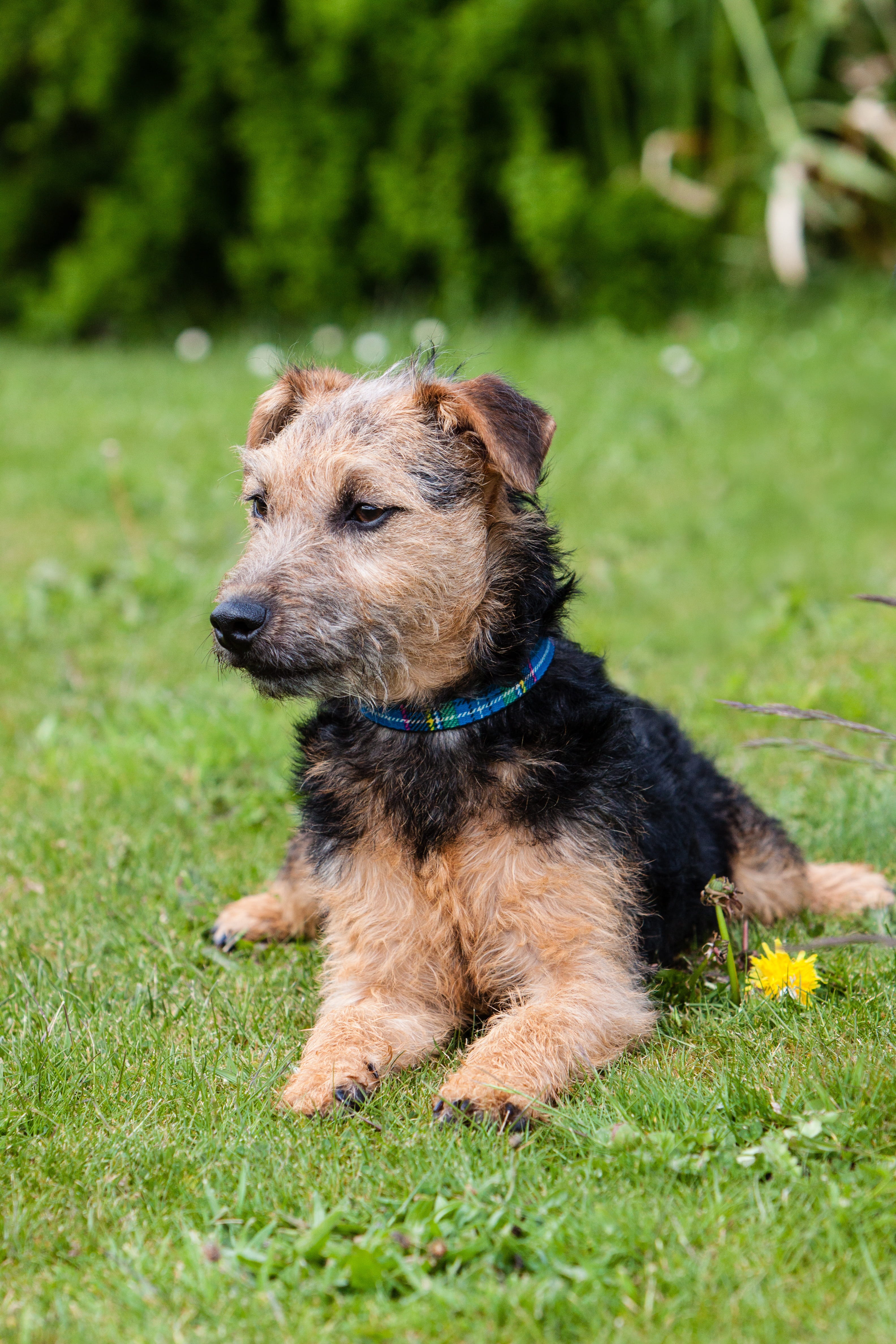 looking, vertebrate, lakeland terrier, outdoors, terrier, puppy, no people, 4K, dog, land, day, one animal, lakeland, animal themes, green color, plant, Phone HD Wallpaper