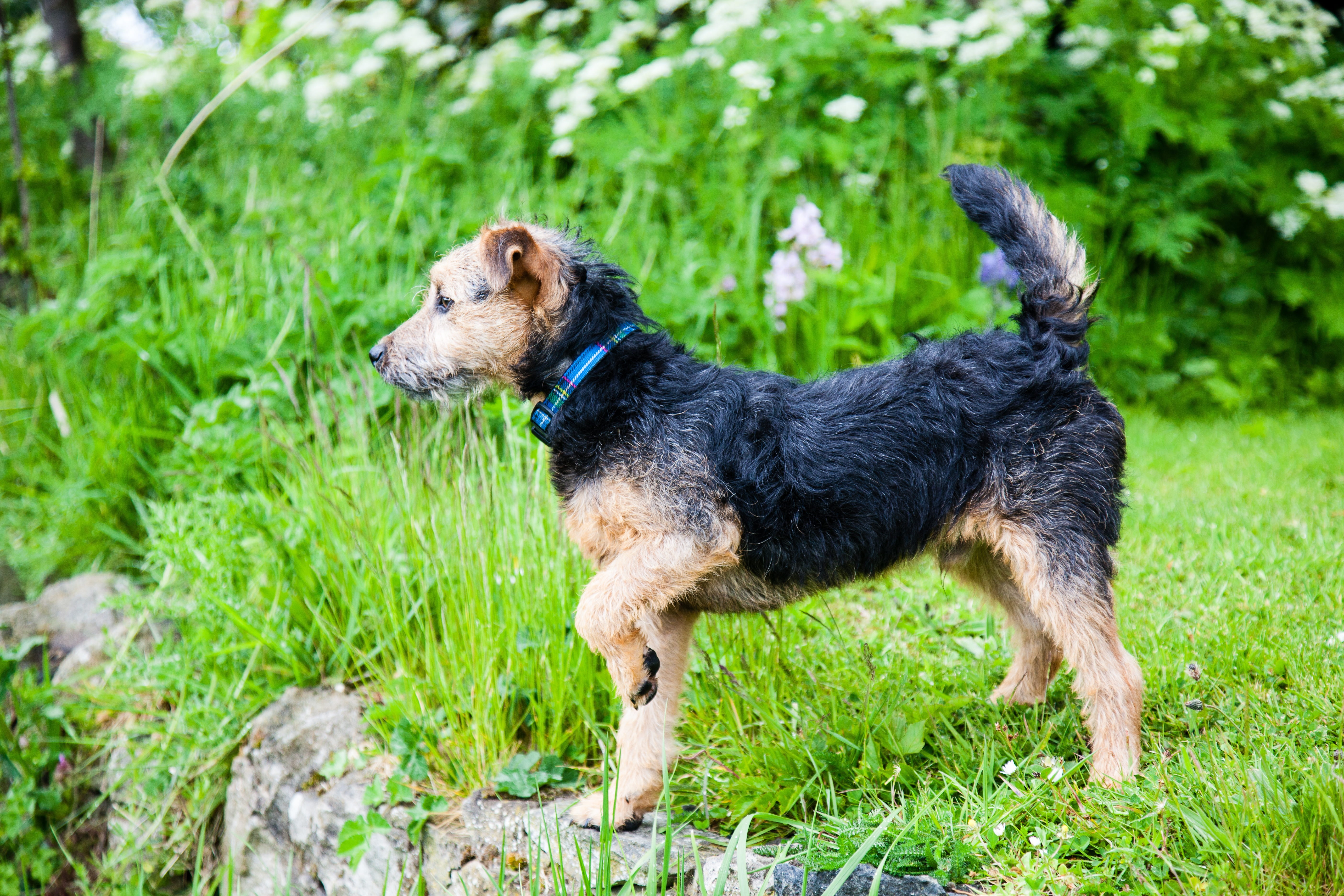 puppy, pets, canine, 5K, nature, daytime, black color, dog, grass, lakeland, mammal, small, animal, looking, lakeland terrier, animal themes, one animal, HD Wallpaper