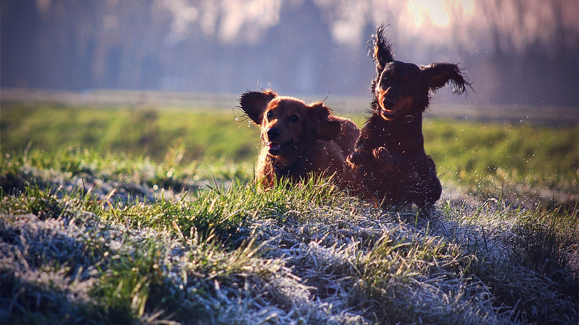 sunlight, land, black, nature, mammal, animal, sky, summer, hunting dog, canine, purebred dog, domestic, airedale, one animal, grass, no people, animals, HD Wallpaper