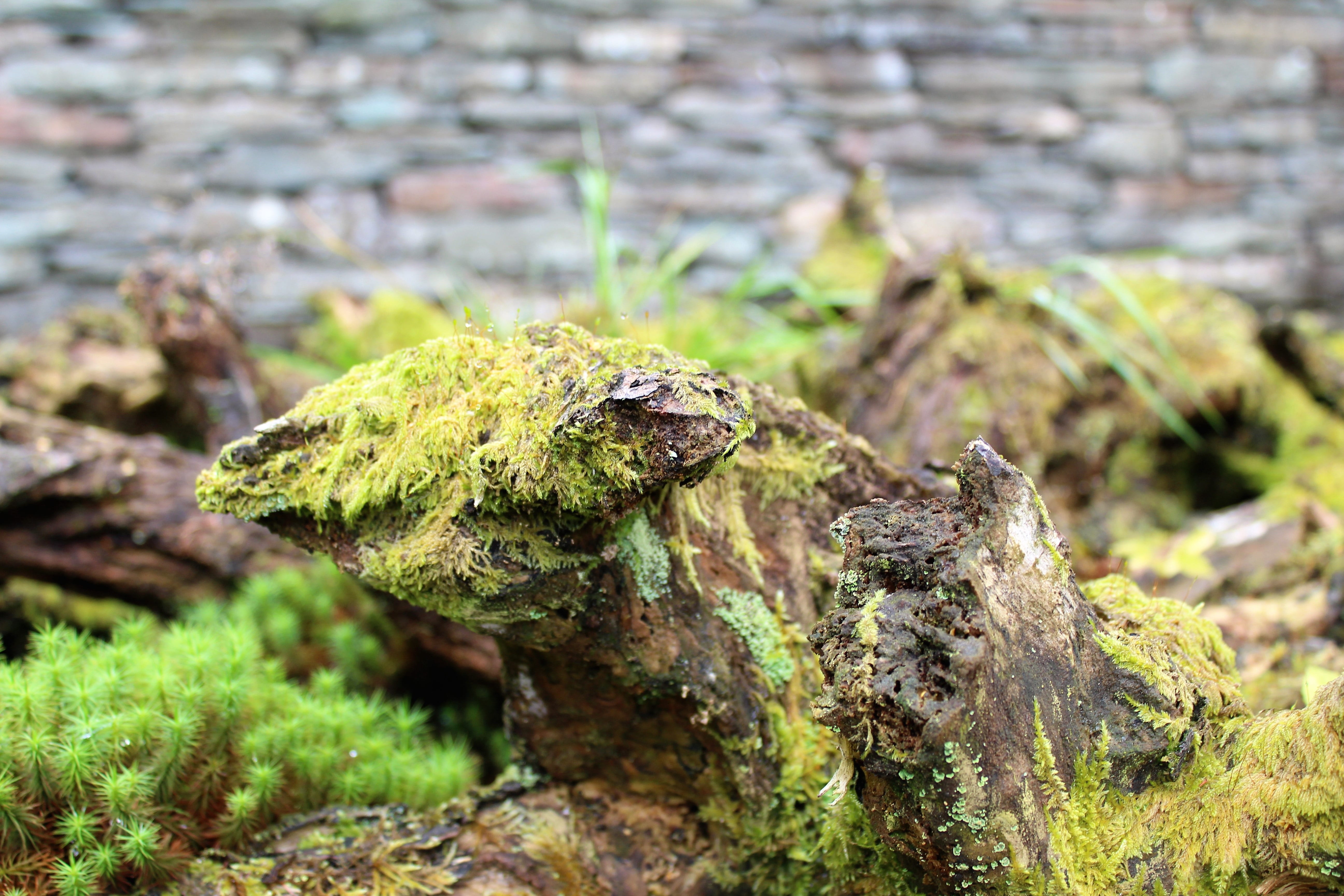cumbria, no people, fungus, lakeland, focus on foreground, timber, animal wildlife, plant, old, nature, bark, day, close-up, green, animals in the wild, HD Wallpaper