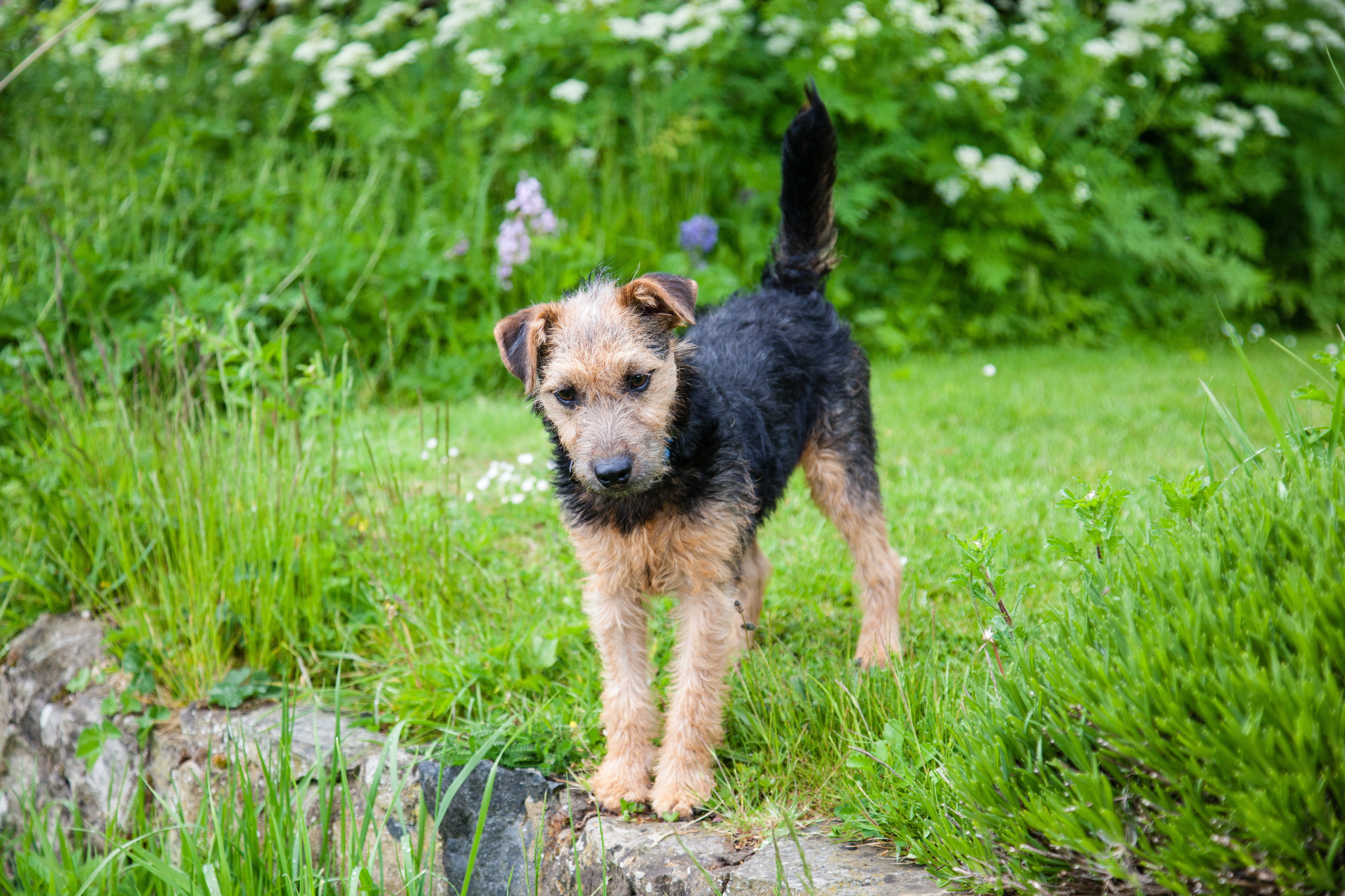 Pedigree, canine, animal themes, field, mouth open, mammal, Lakeland Terrier, lakeland, animal, plant, cute, green color, puppy, vertebrate, one animal, HD Wallpaper