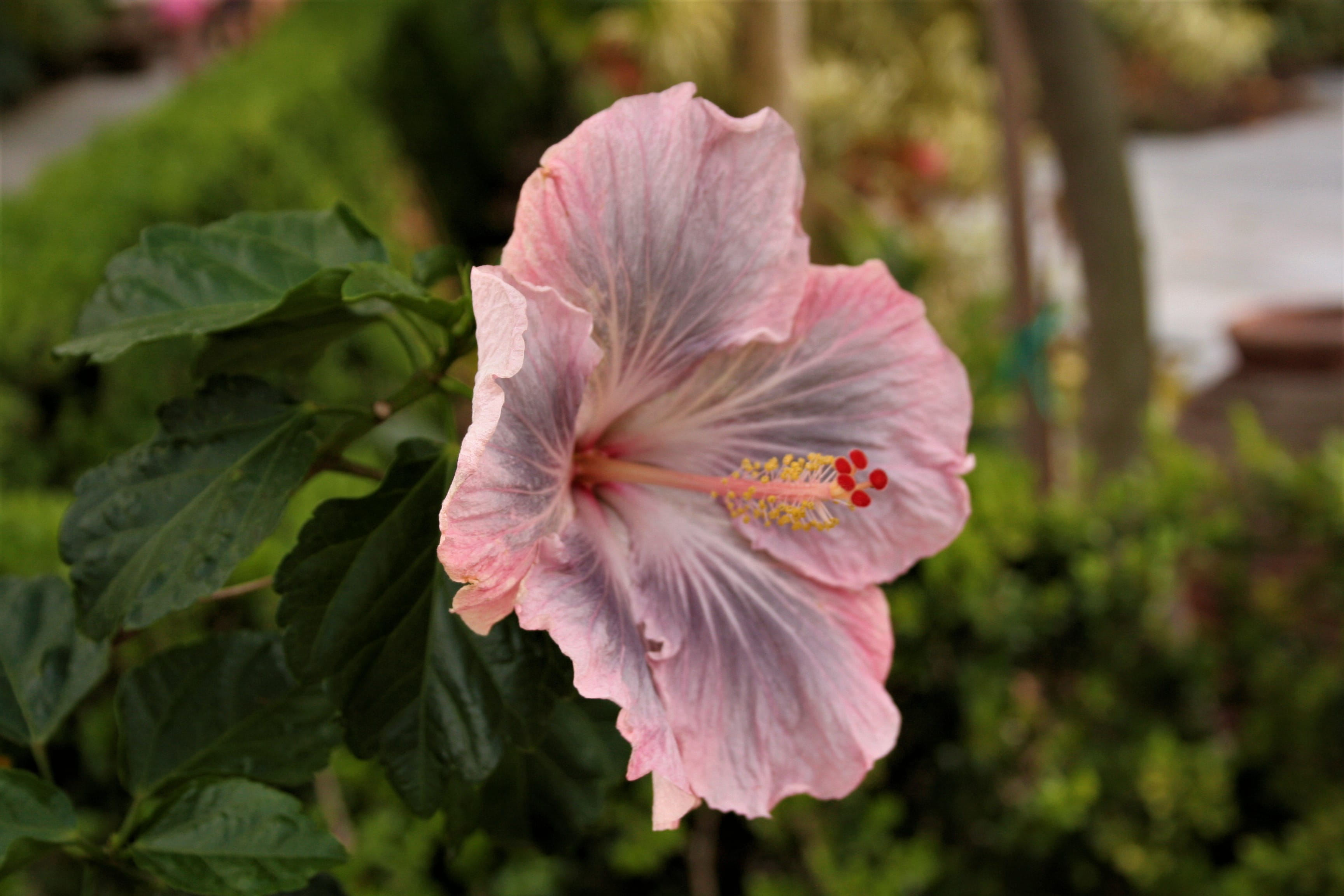 pink color, united states, beauty in nature, fragility, close-up, petal, plant, inflorescence, lakeland, 2K, pollen, plant part, hibiscus, vulnerability, HD Wallpaper