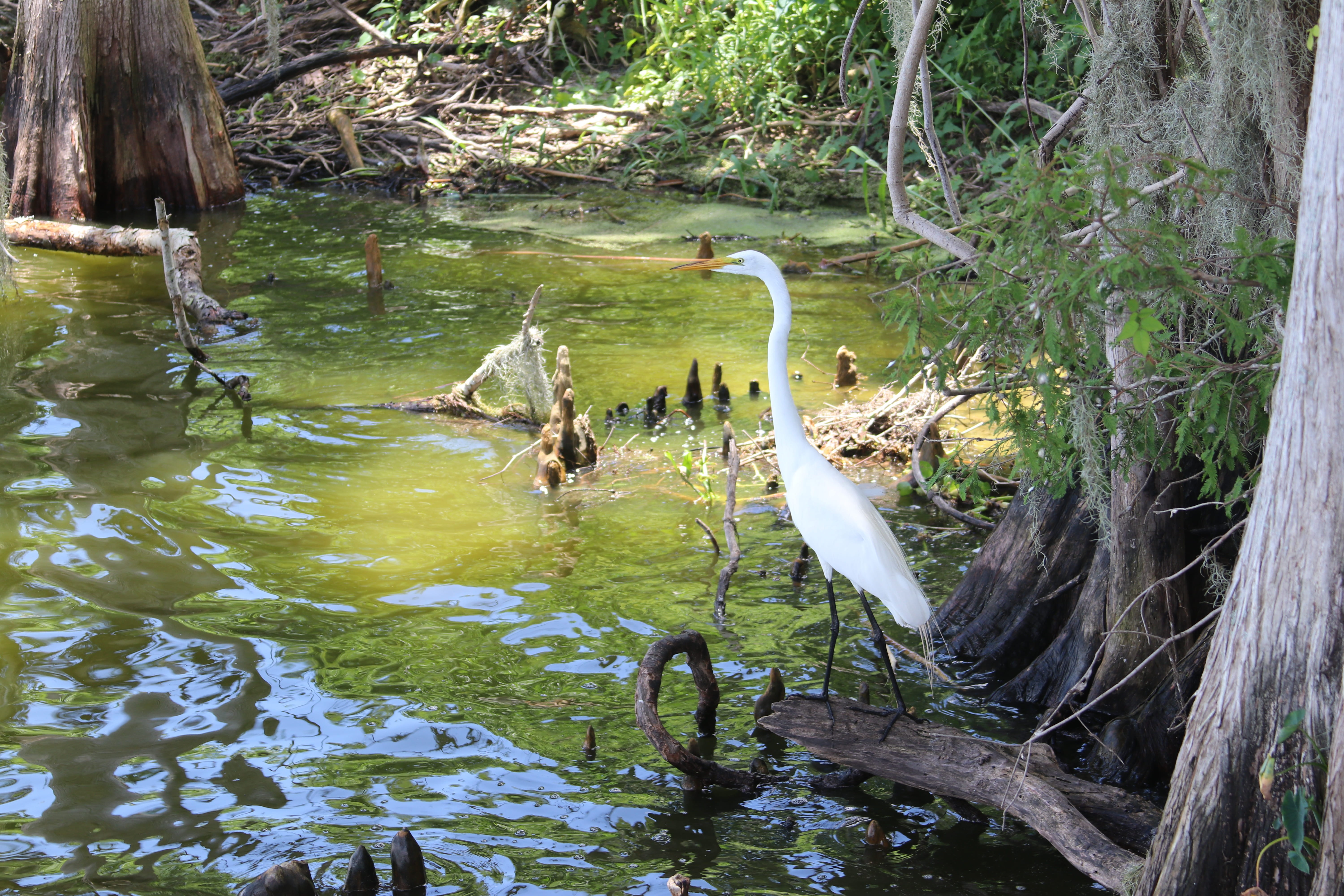 forest, water bird, circle be reserve, bird, nature, 5K, tree, water, swamp, summer, animal themes, tree trunk, group of animals, green water, lakeland, HD Wallpaper