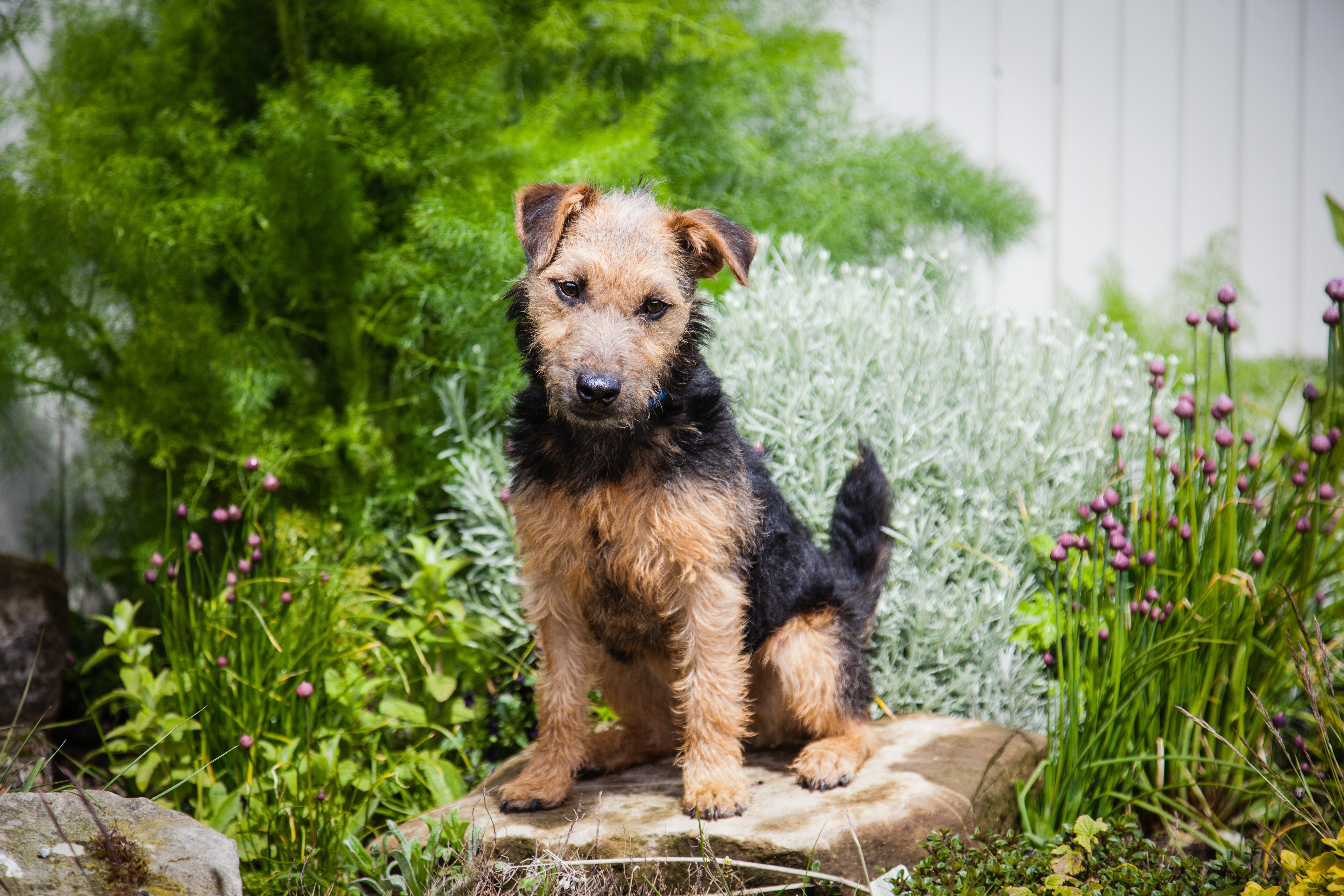 day, plant, domestic, domestic animals, mouth open, brown, 5K, one animal, flower, growth, mammal, purebred dog, animal, lakeland terrier, pedigree, flowering plant, HD Wallpaper