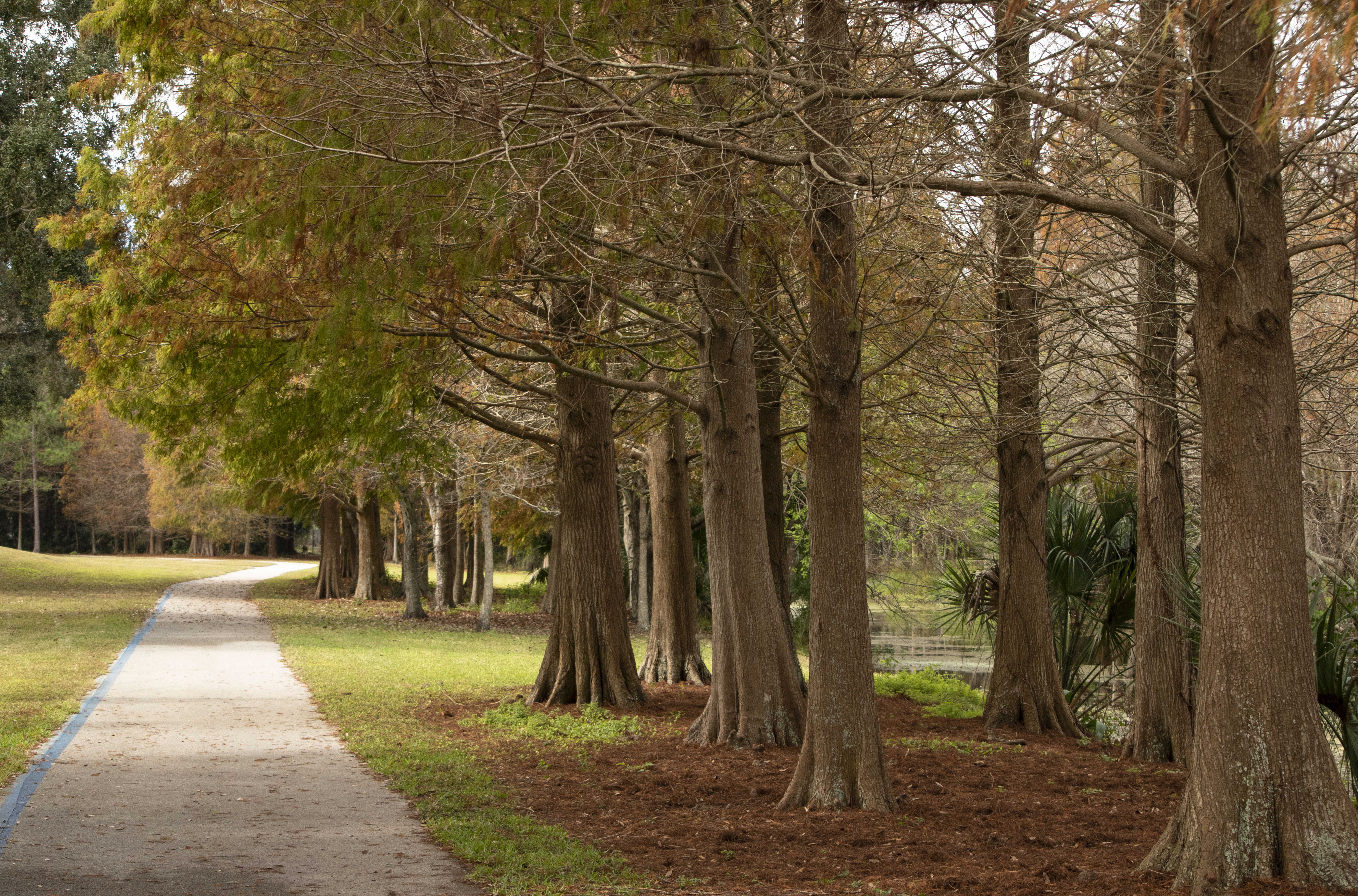 florida, us, no people, gardens, trails, tree trunk, trees, transportation, footpath, forest, landscapes, hiking, road, direction, parks, growth, day, cypress, HD Wallpaper