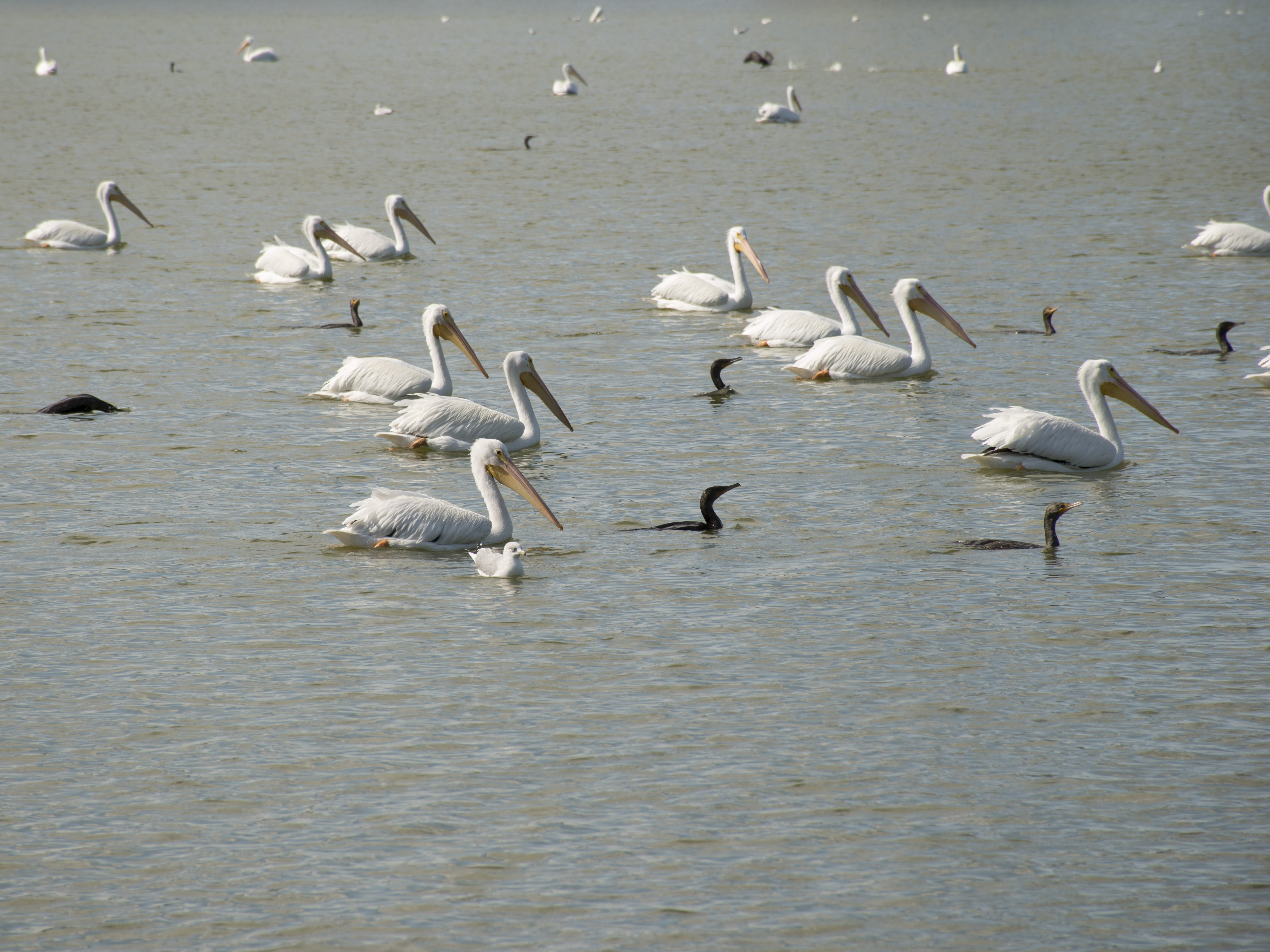 water fowl, wildlife, white color, nature, vertebrate, waterfront, flock of birds, no people, flying, us, animal themes, 5K, lakeland, group of animals, HD Wallpaper