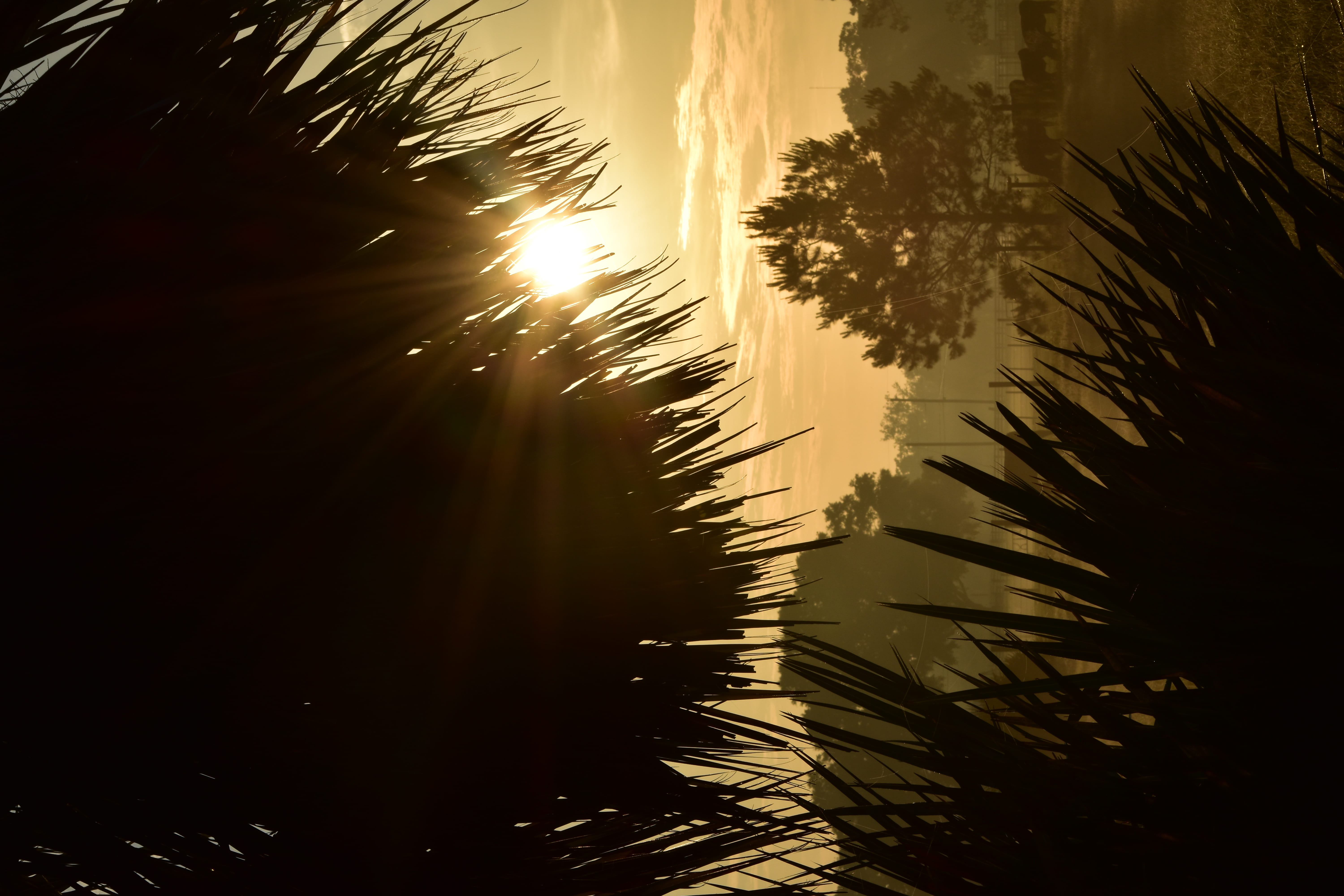 palm tree, nature, tropical climate, lens flare, lakeland, beauty in nature, united states, golden, silohuette, clouds, no people, sunrise, sunset, sunshine, HD Wallpaper