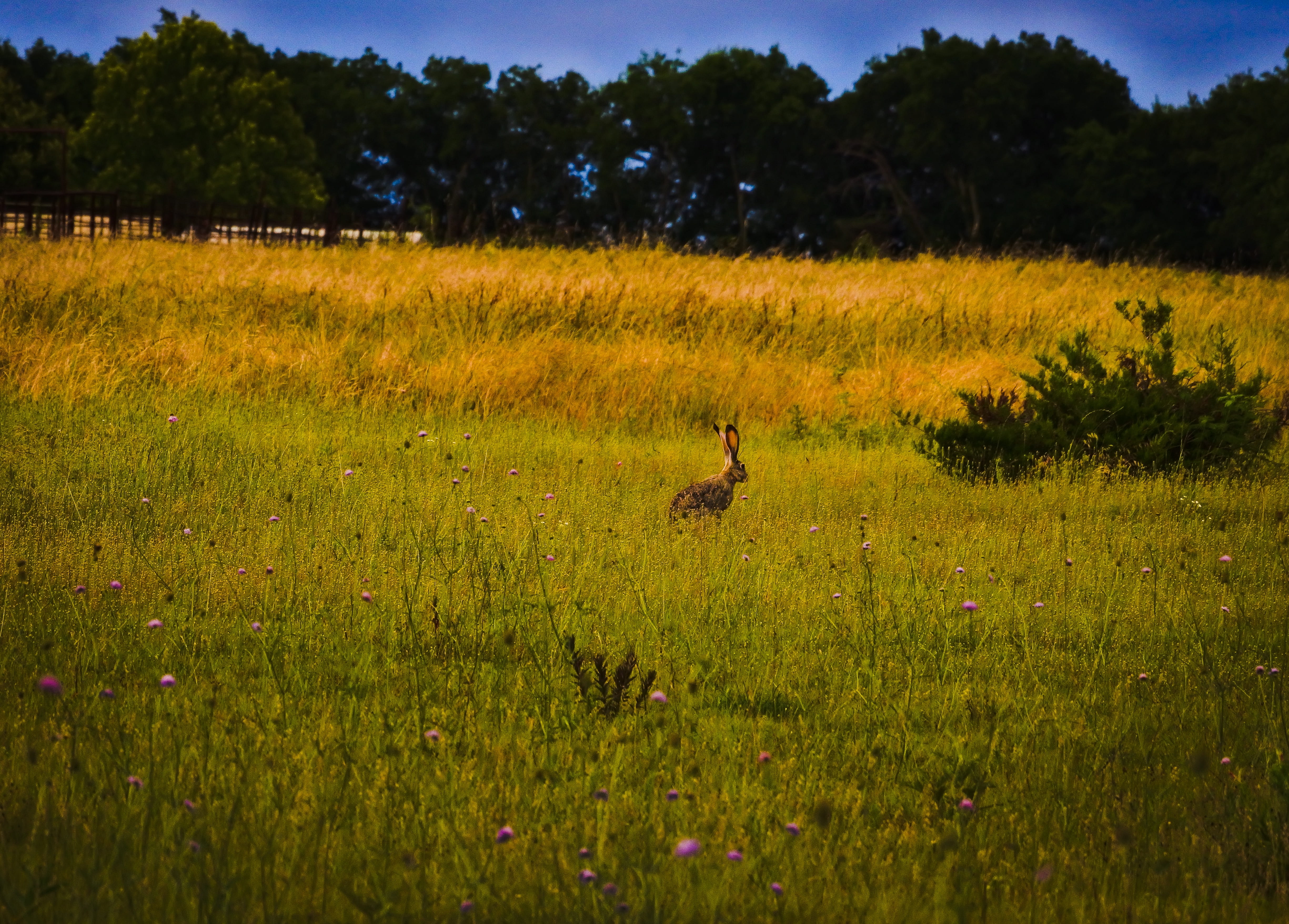 4K, environment, land, landscape, no people, animal, green color, wildflowers, nature, tranquility, tree, vertebrate, plant, jackrabbit, growth, animals in the wild, HD Wallpaper