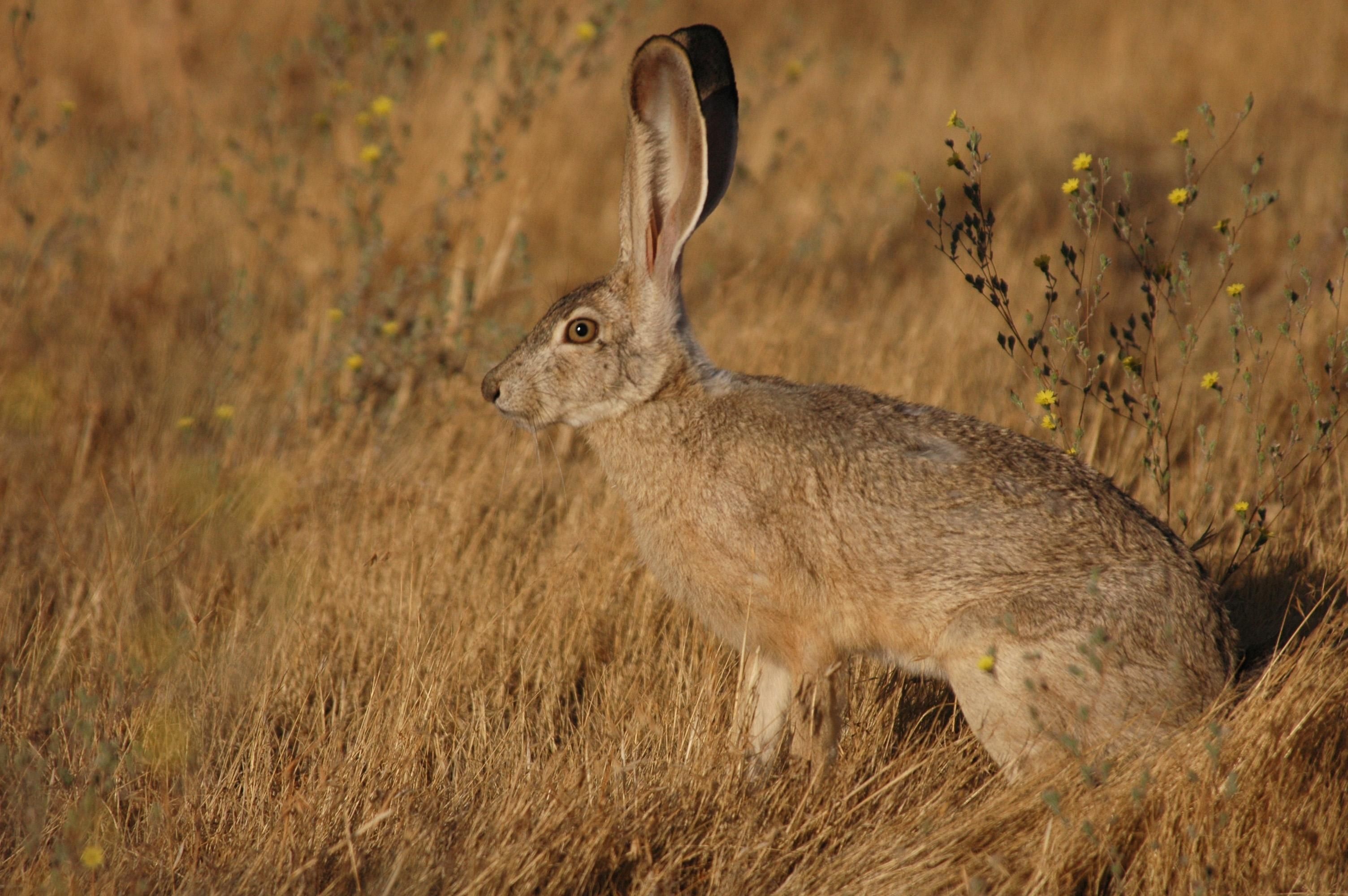 animal, nature, animal wildlife, bunny, land, fauna, close-up, grass, focus on foreground, 2K, standing, side view, jackrabbit, rabbit - animal, animals, HD Wallpaper