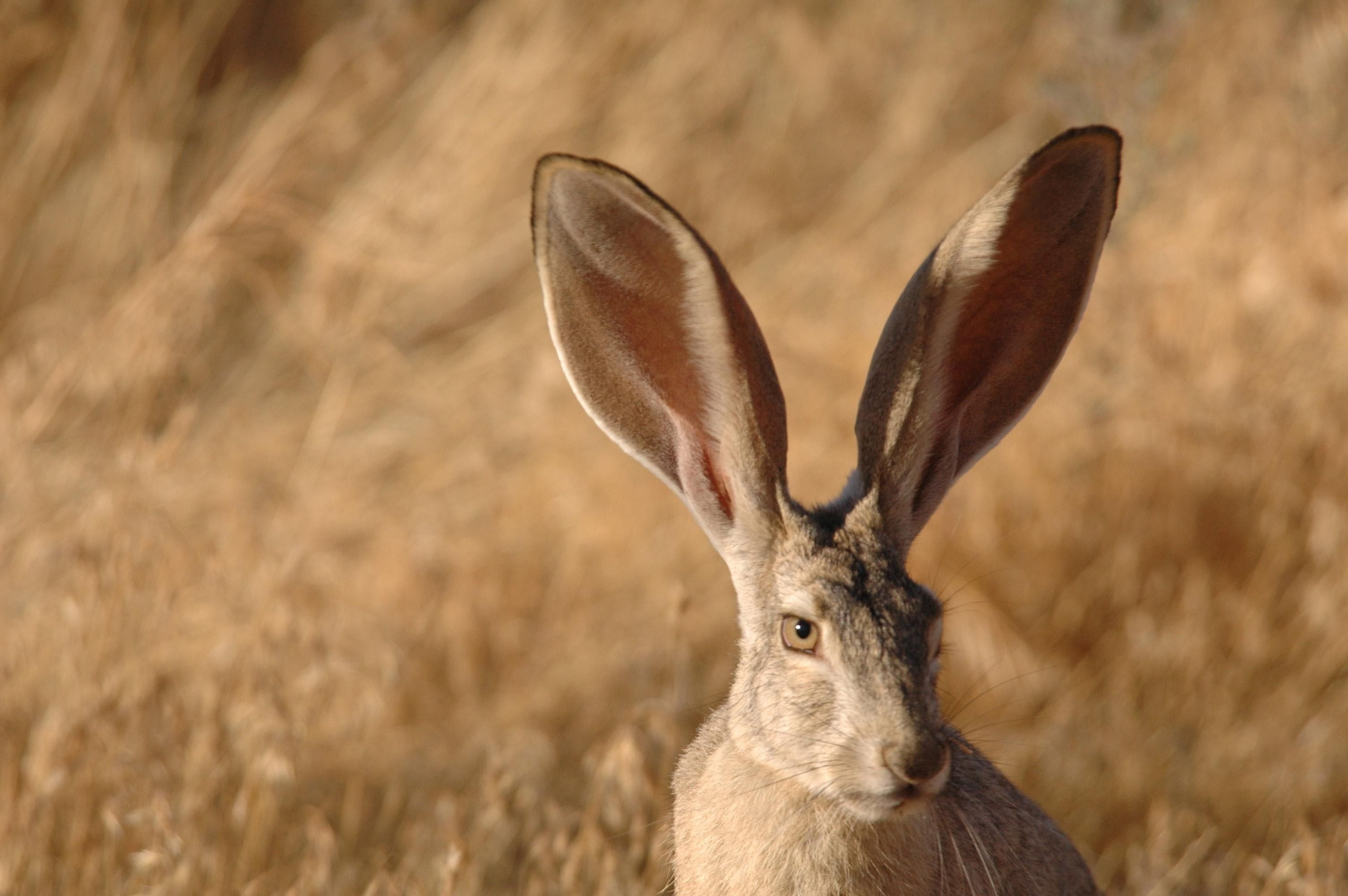 focus on foreground, animal ear, animal body part, animals, stag, portrait, mammal, jackrabbit, rabbit, black, fauna, day, animals in the wild, no people, HD Wallpaper