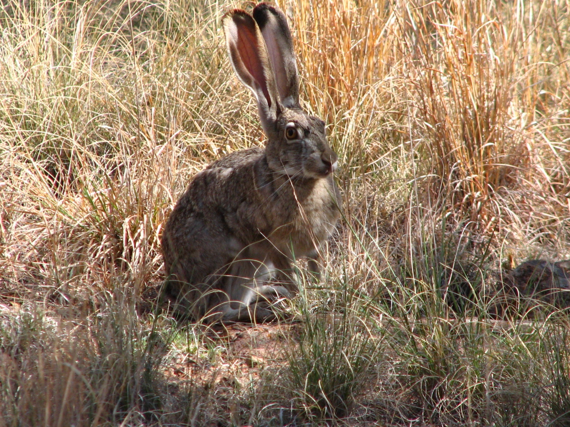field, close up, animal wildlife, day, cute, looking, rabbit, furry, no people, one animal, wild, sitting, american desert hare, bushes, vegetation, grass, HD Wallpaper