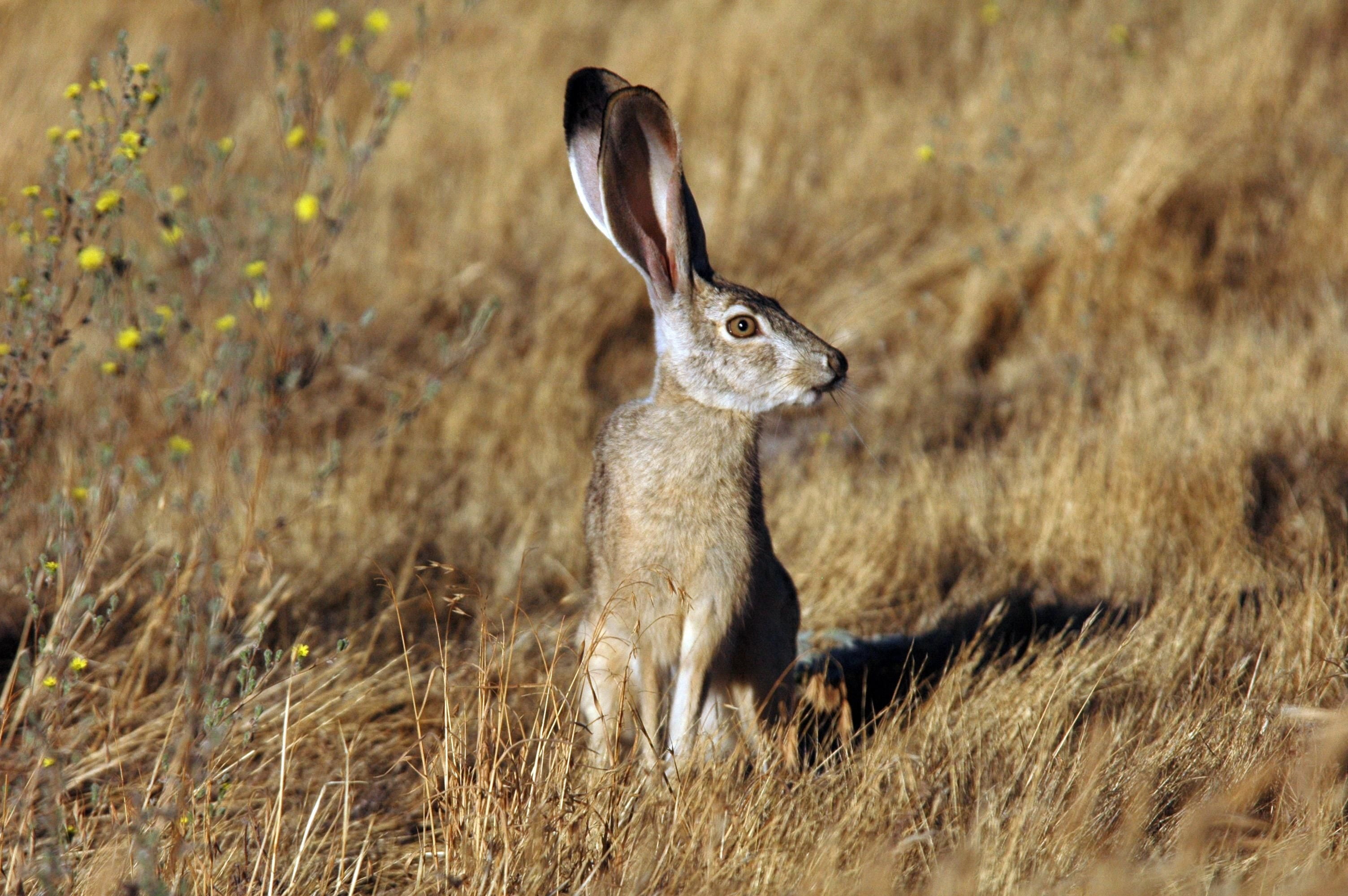 gray, no people, animals in the wild, 2K, bunny, one animal, animal body part, tailed, nature, rabbit - animal, field, rabbit, day, side view, fauna, mammal, HD Wallpaper