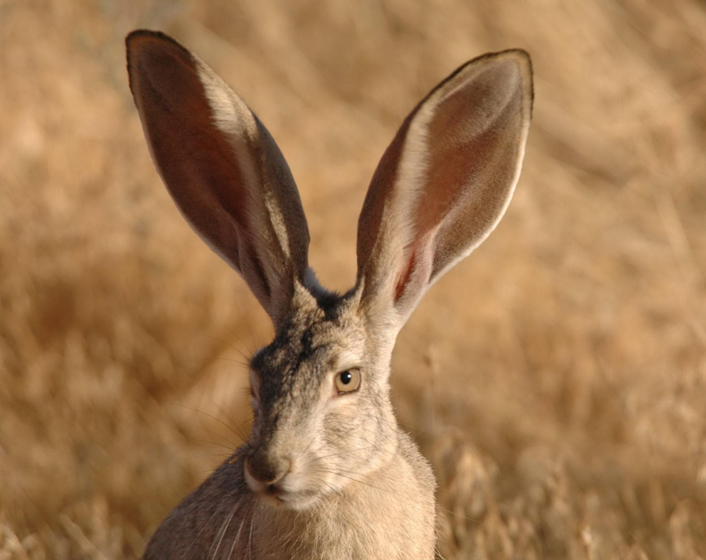 nature, eared, tailed, jackrabbit, long, outdoors, animals, no people, day, grass, animals in the wild, animal, animal wildlife, herbivorous, vertebrate, HD Wallpaper