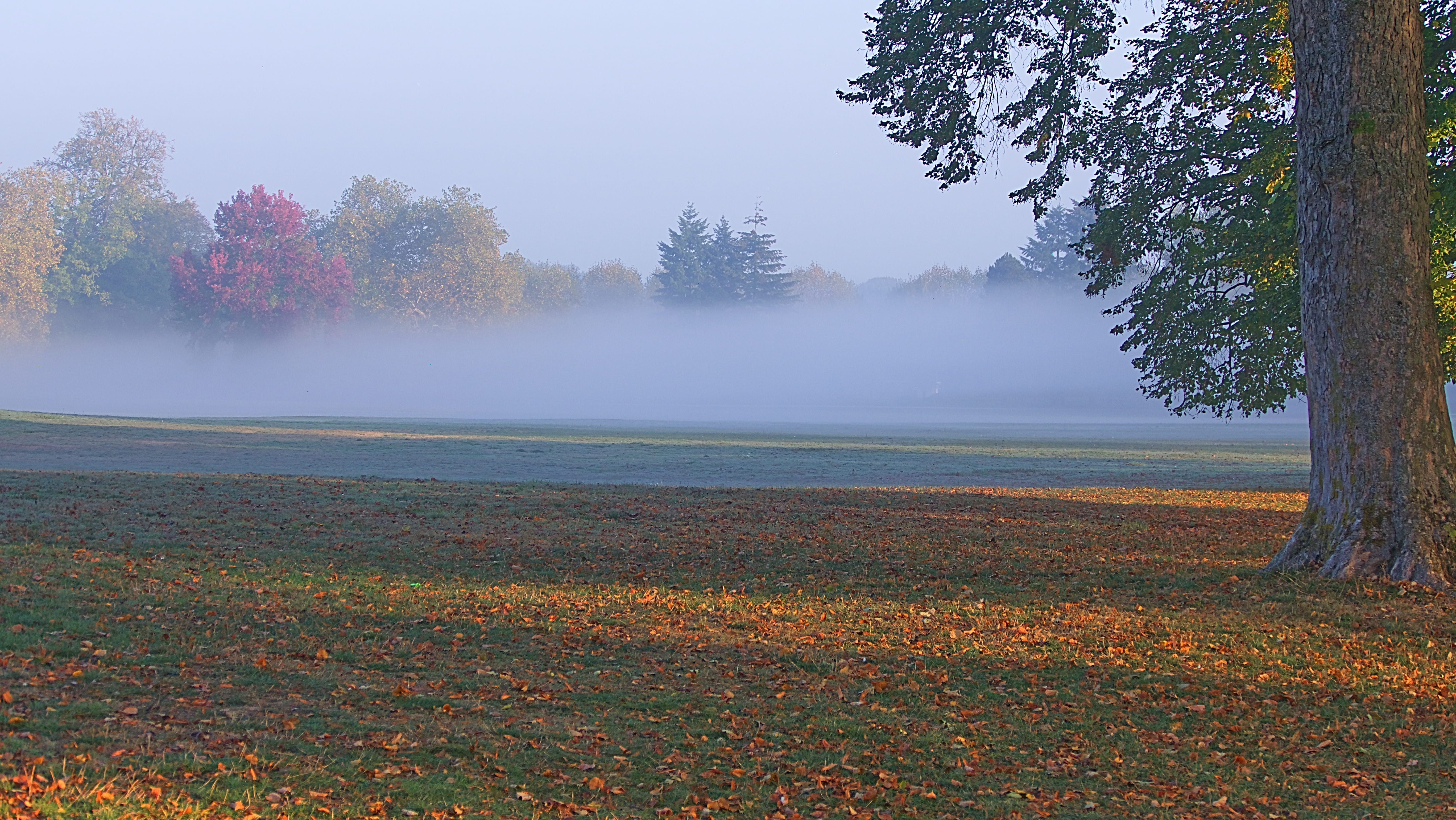 park, tranquility, nature, tranquil scene, fog, smog, outdoors, parc, france, plant, beauty in nature, scenics - nature, sky, 5K, non-urban scene, plant part, HD Wallpaper