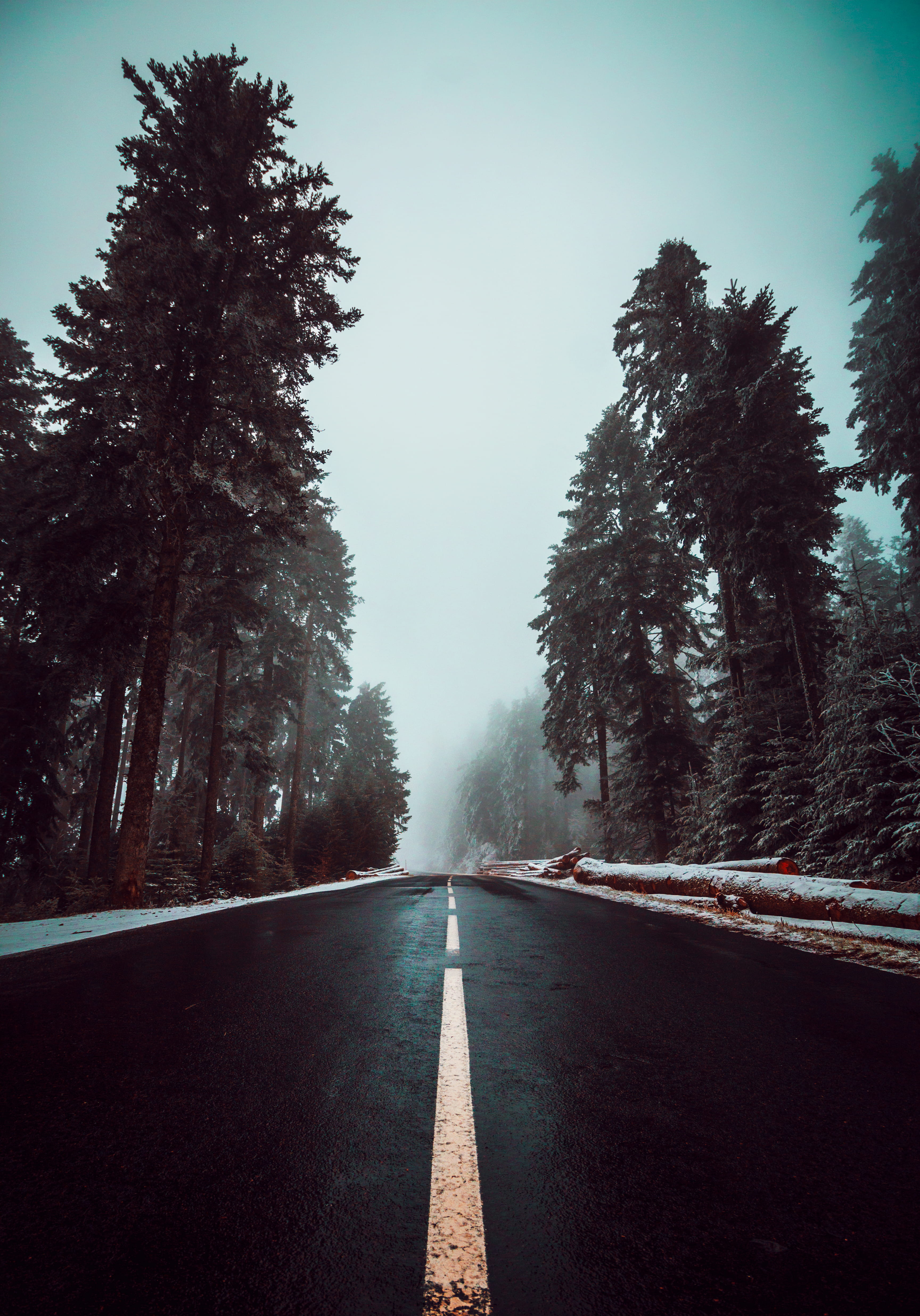 tarmac, neige, brouillard, tranquility, empty road, tree, plant, road, 4K, asphalt, surface level, nature, growth, symbol, the way forward, conifer, arbres, Phone HD Wallpaper