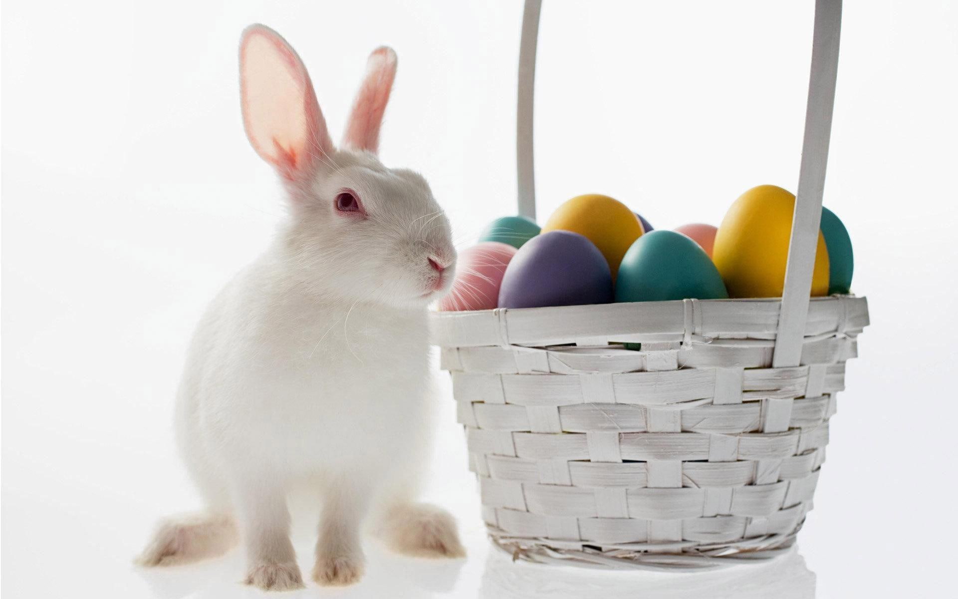 bunny, white, egg, holidays, 1920x1200, 1080P, rabbit, easter, full, basket, HD Wallpaper